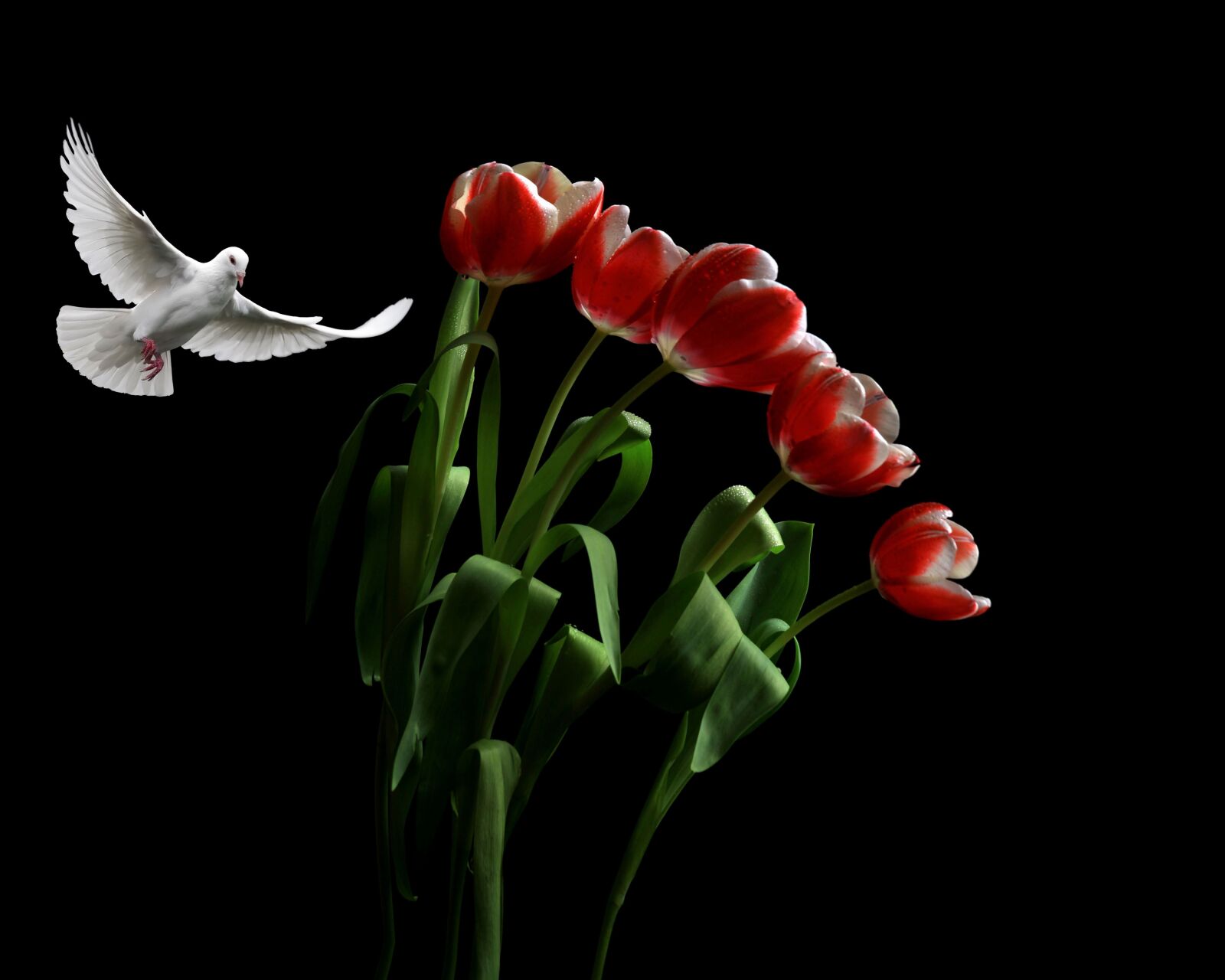 Canon EOS 5D Mark II sample photo. Flowers, tulips, dove photography