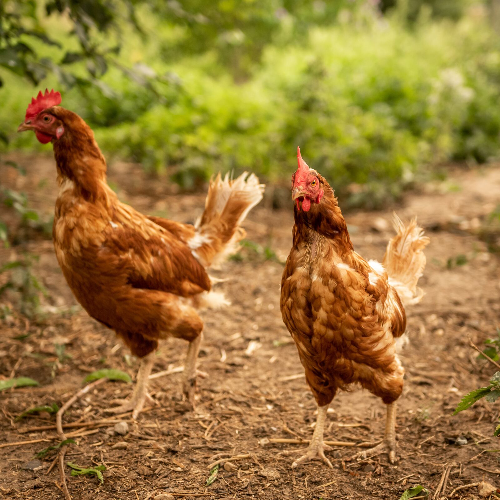 Nikon D750 sample photo. Chickens, hens, poultry photography