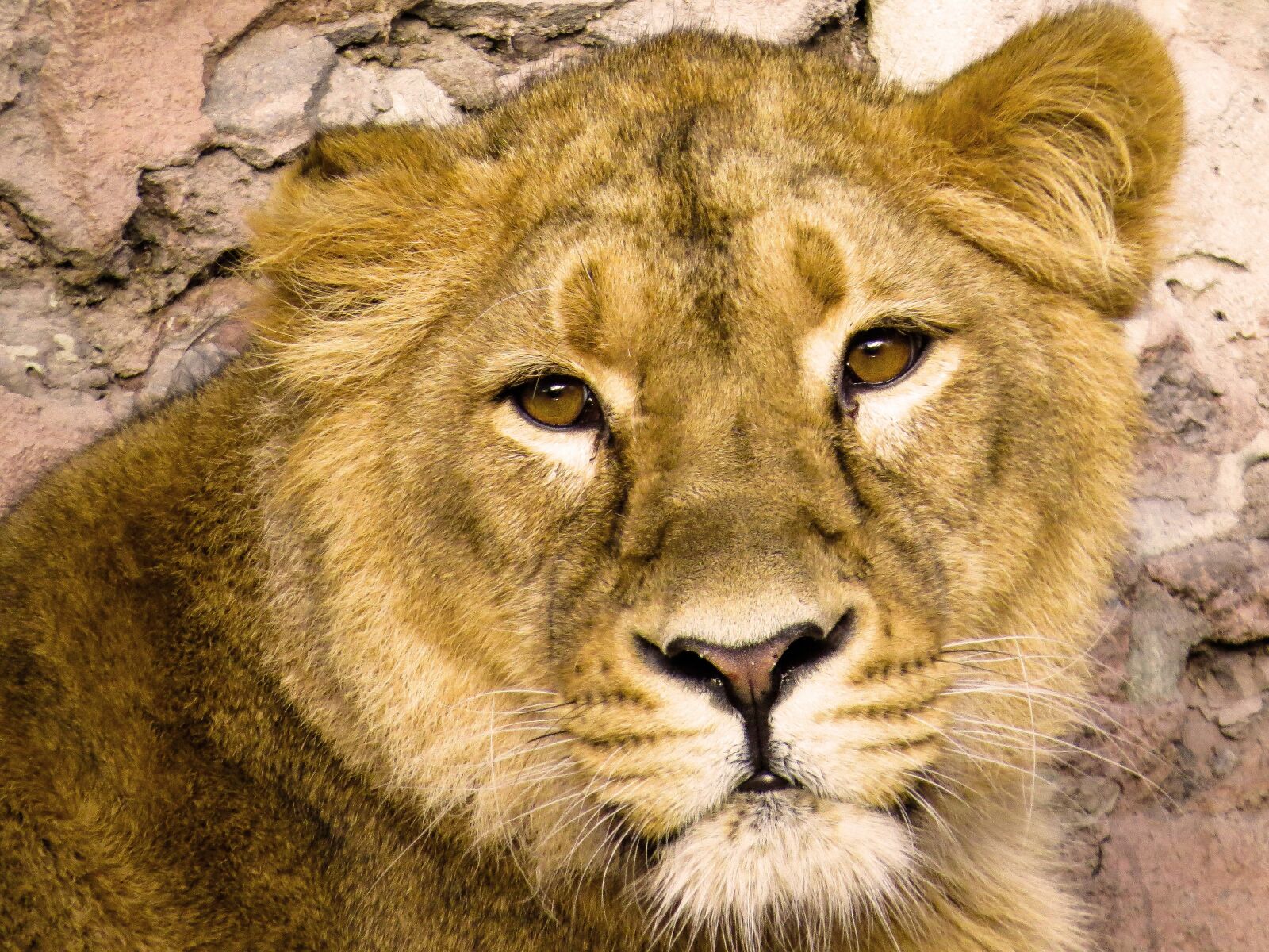 Canon PowerShot SX50 HS sample photo. Animals, predator, lion photography