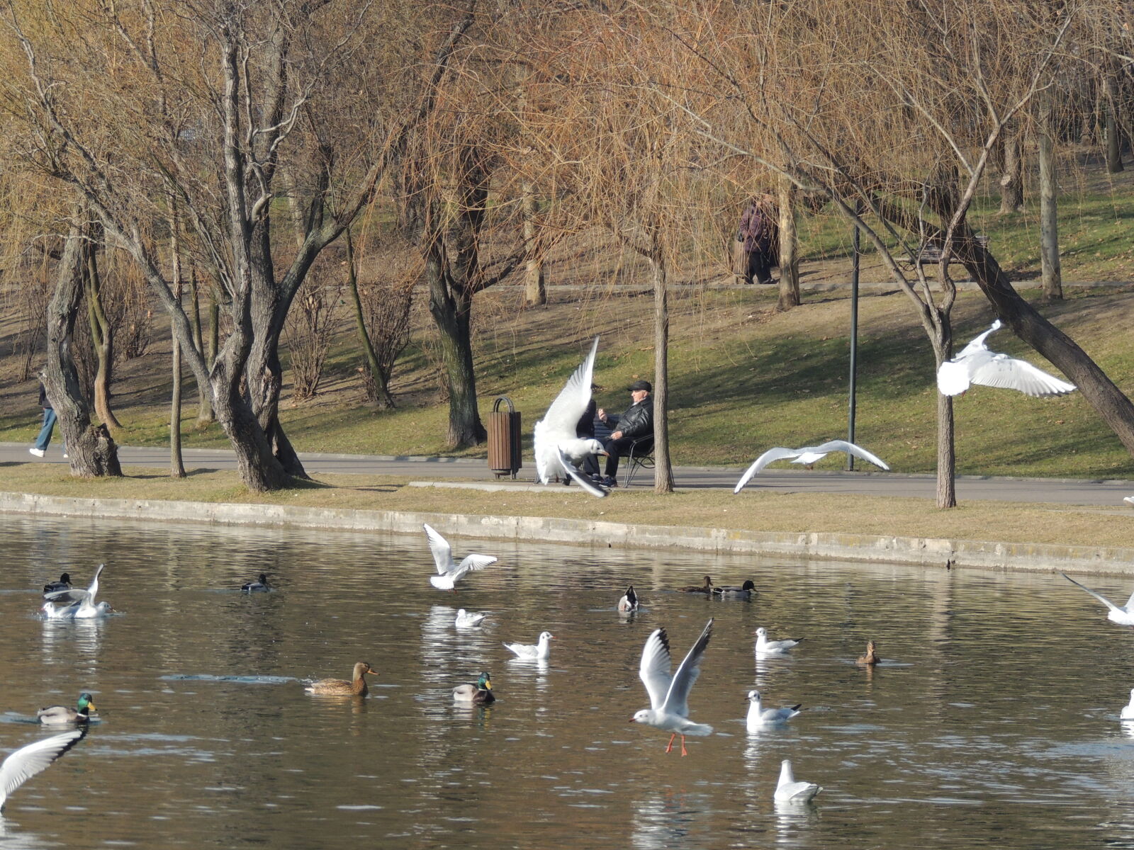 Nikon Coolpix P510 sample photo. Animal, photography, birds, fly photography