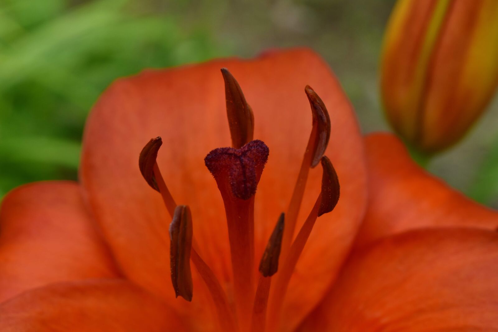 Nikon D5500 sample photo. Ecology, lily, nectar, pistil photography