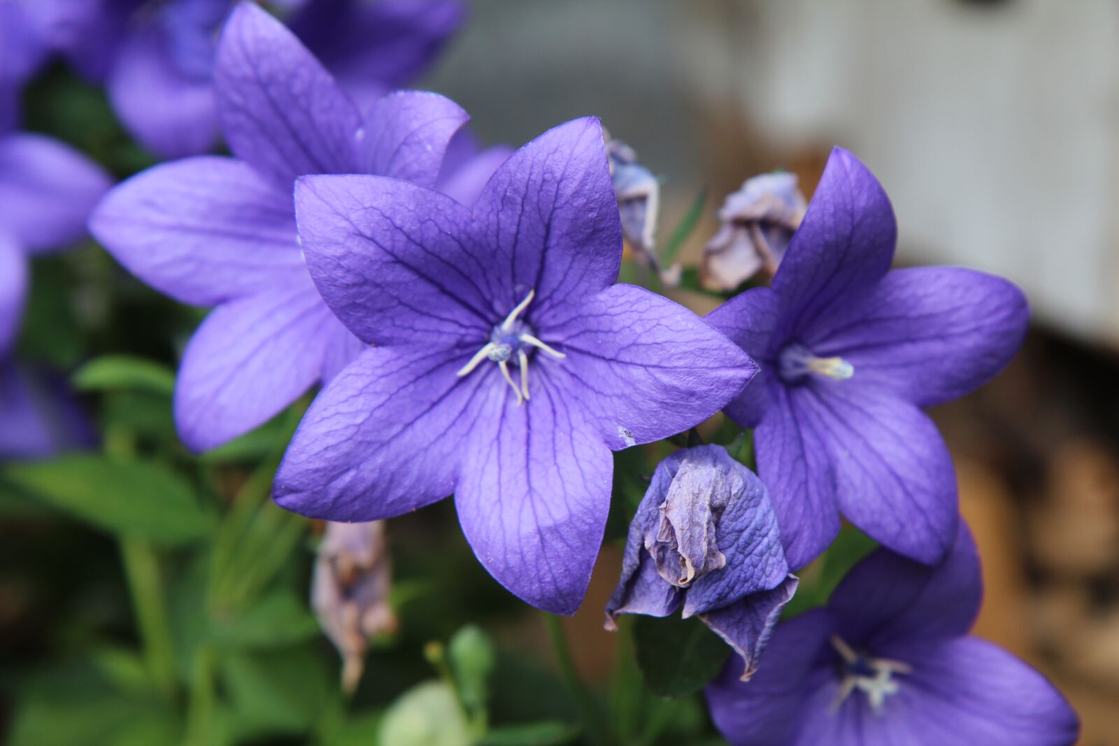 Canon EOS 600D (Rebel EOS T3i / EOS Kiss X5) + Sigma 12-24mm f/4.5-5.6 EX DG ASPHERICAL HSM + 1.4x sample photo. Flowering, flowers violet, garden photography