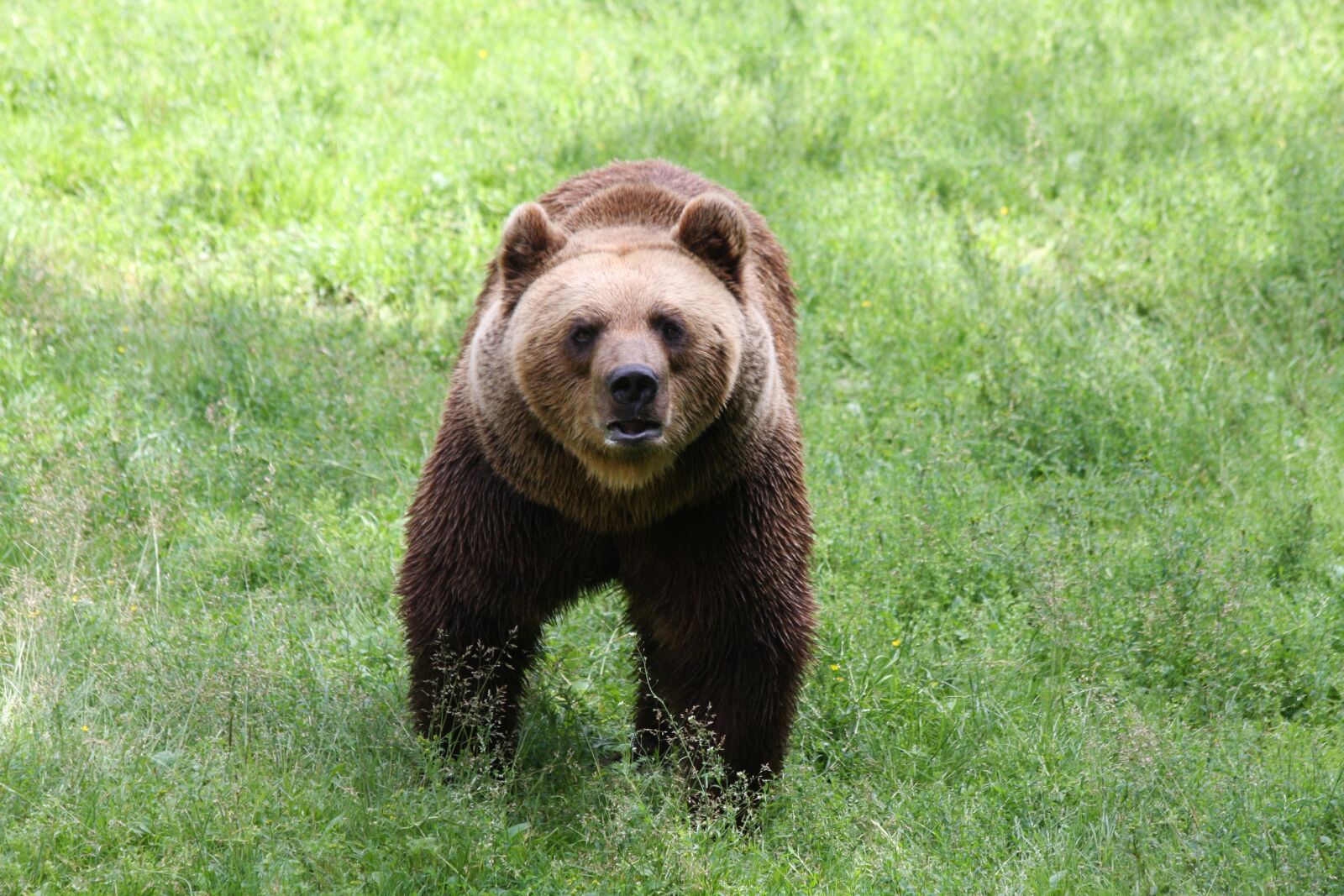 Canon EOS 40D sample photo. Brown bear, zoo, green photography