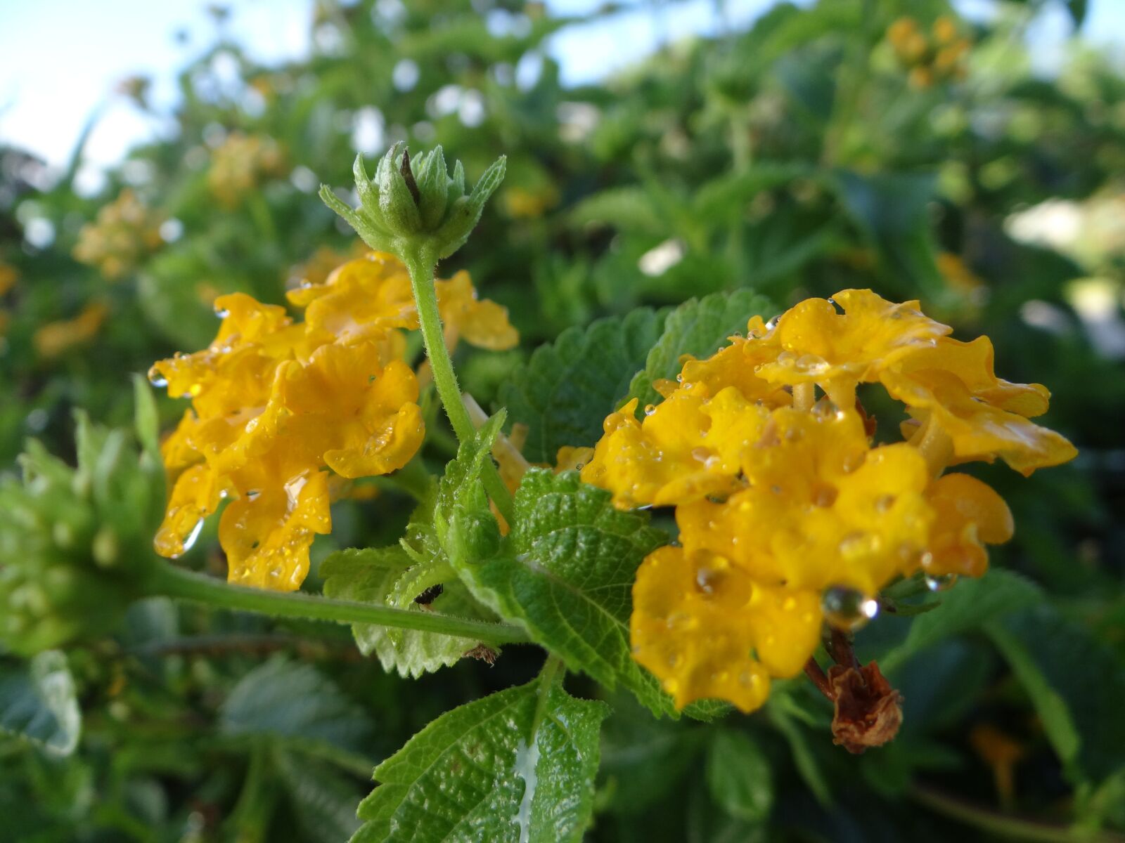 Sony DSC-HX200V sample photo. Plant, flower, nature photography
