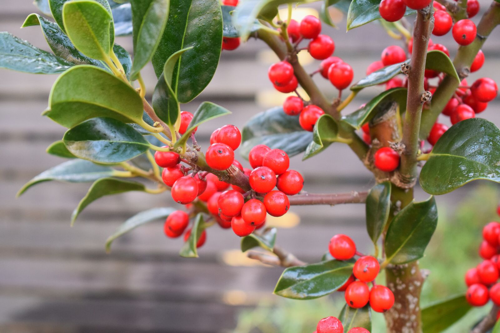 Nikon D3300 sample photo. Red, bush, christmas photography