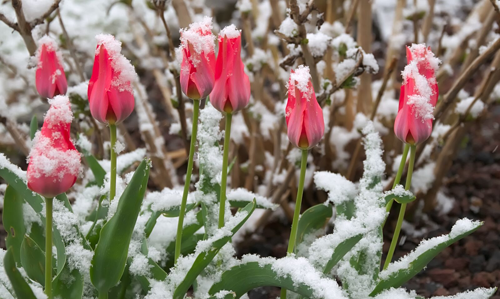 Nikon D3300 sample photo. Mini tulips, snow, red photography