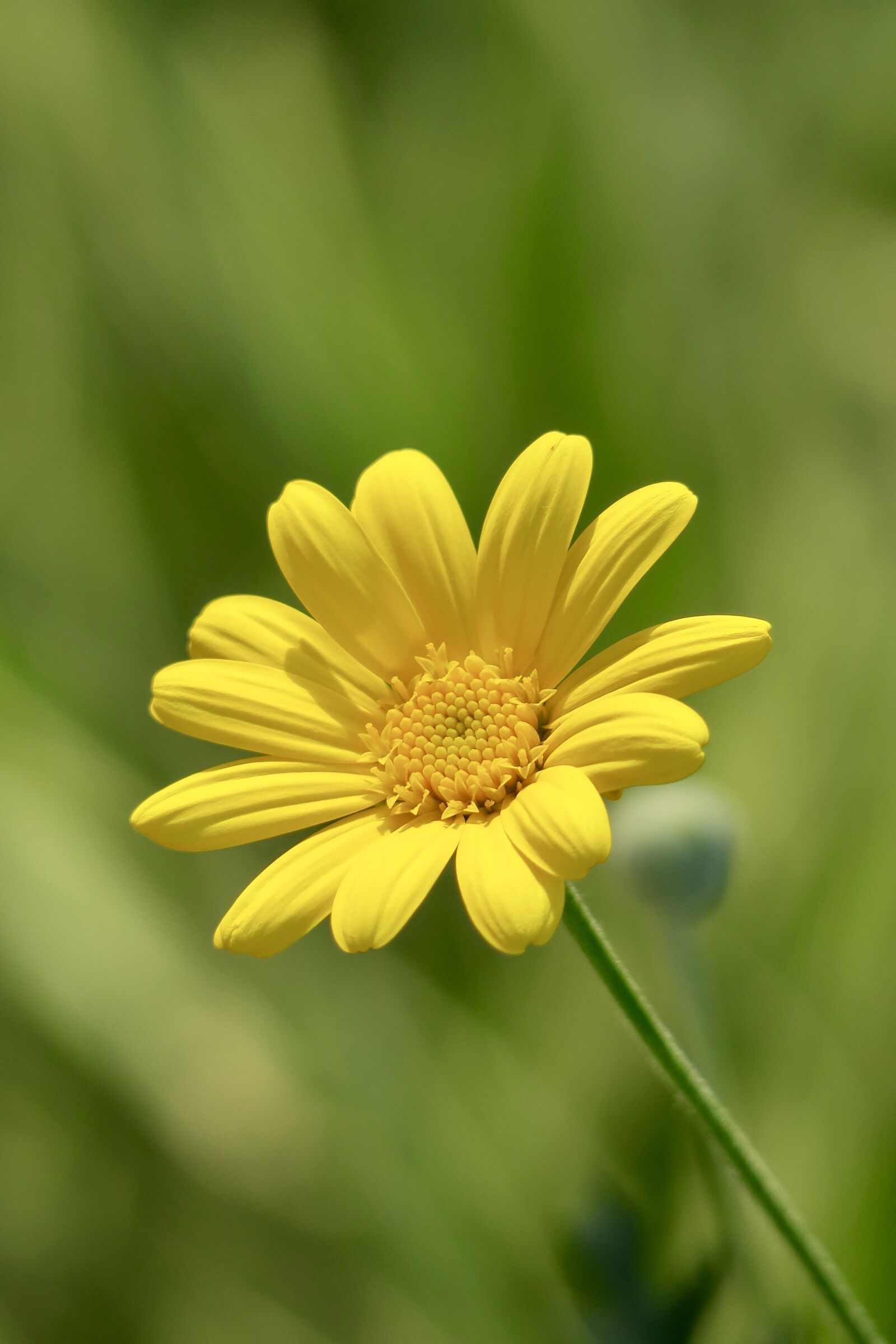 Canon PowerShot G3 X sample photo. Nature, plant, flower photography