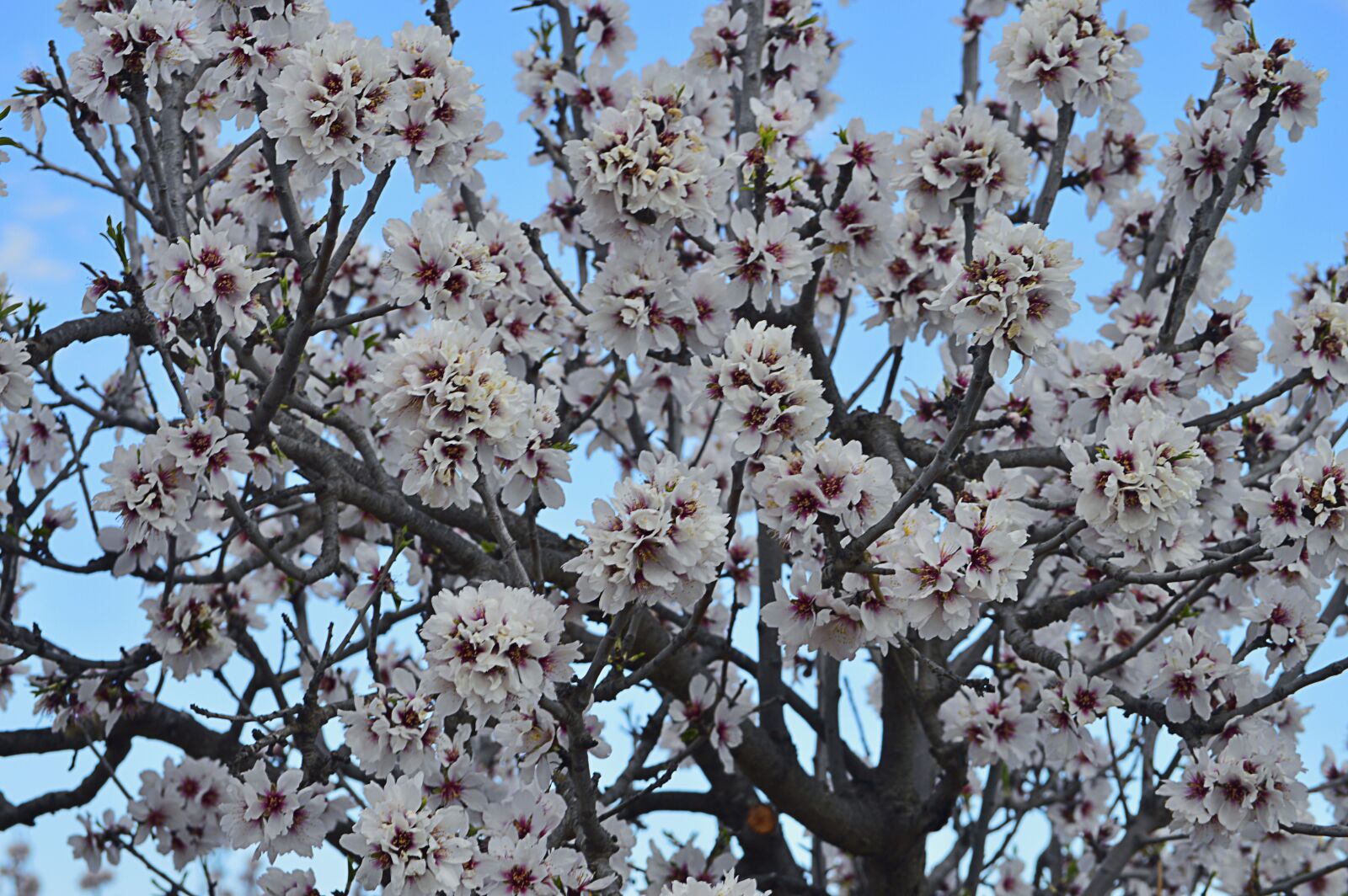 Nikon D3200 sample photo. Almond flowers, almond tree photography