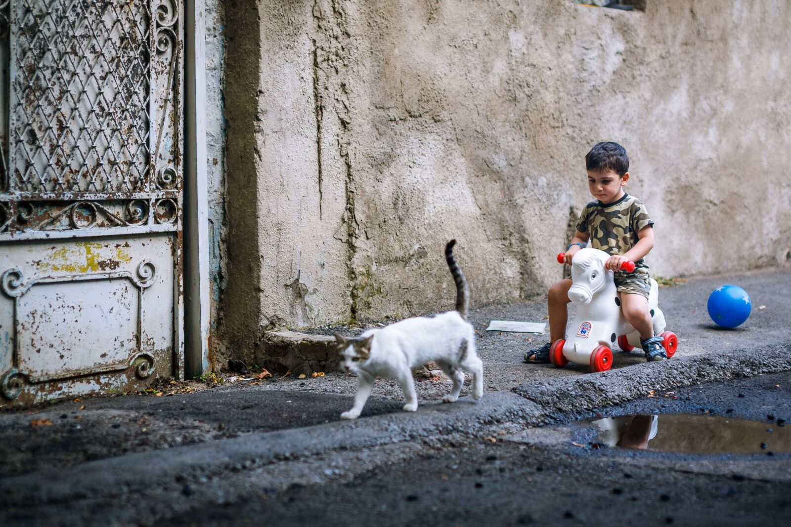 Canon EOS 5D Mark III sample photo. Humanities, kitty, play photography