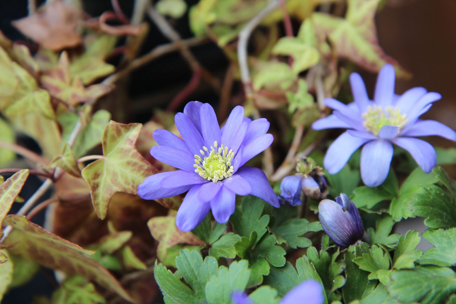 Canon EOS 600D (Rebel EOS T3i / EOS Kiss X5) sample photo. Anemone, flowering, flowers photography