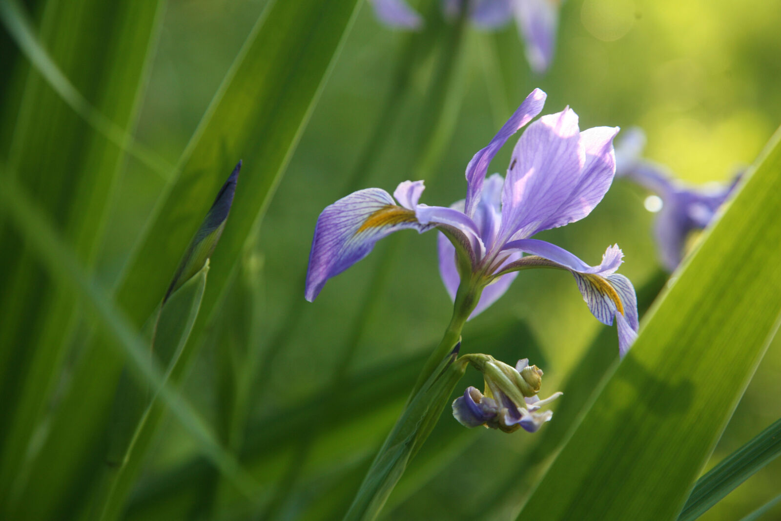 Canon EOS 5D sample photo. Flower, iris photography