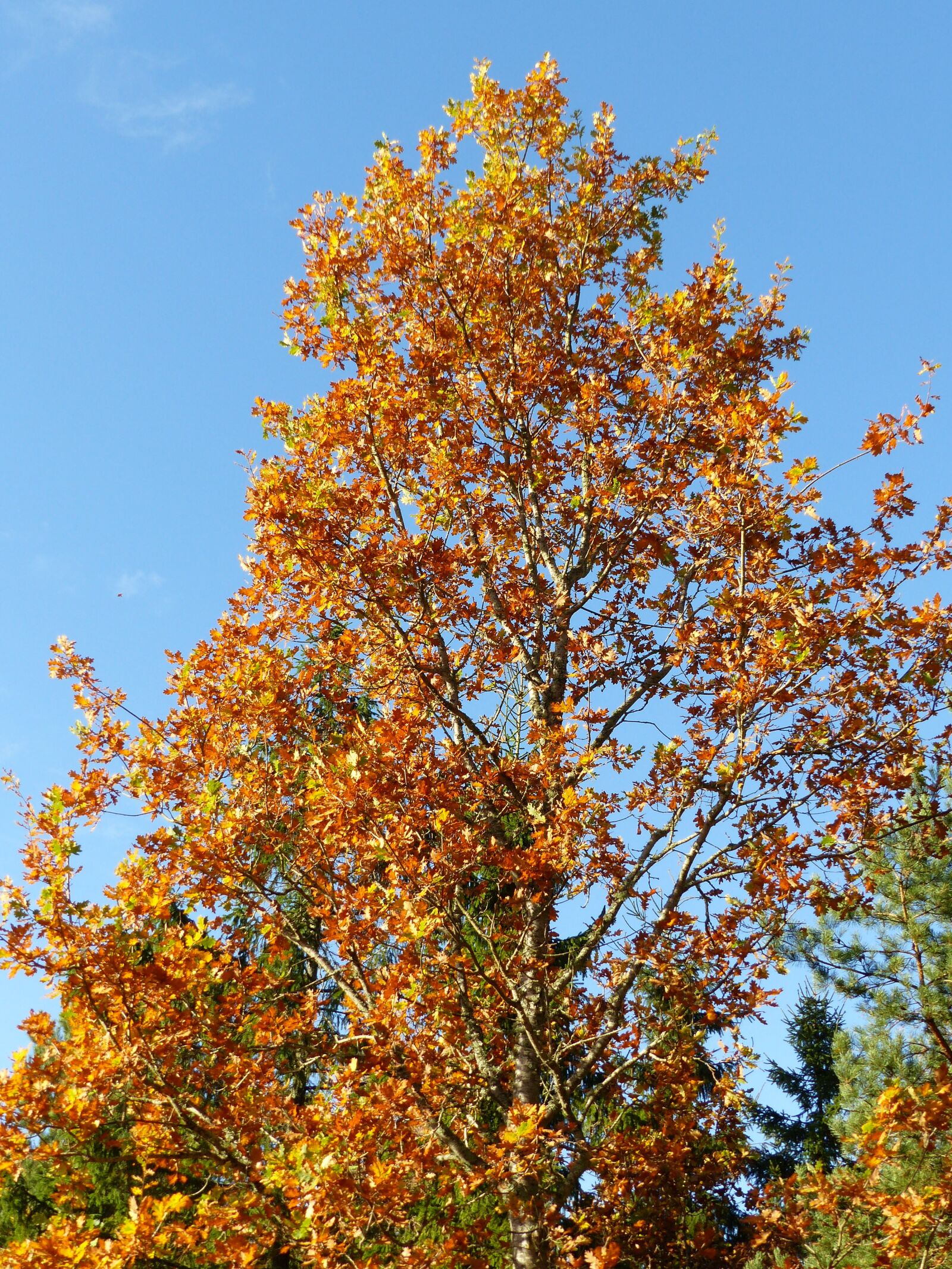 Panasonic Lumix DMC-FZ200 sample photo. Tree, oak, branches photography