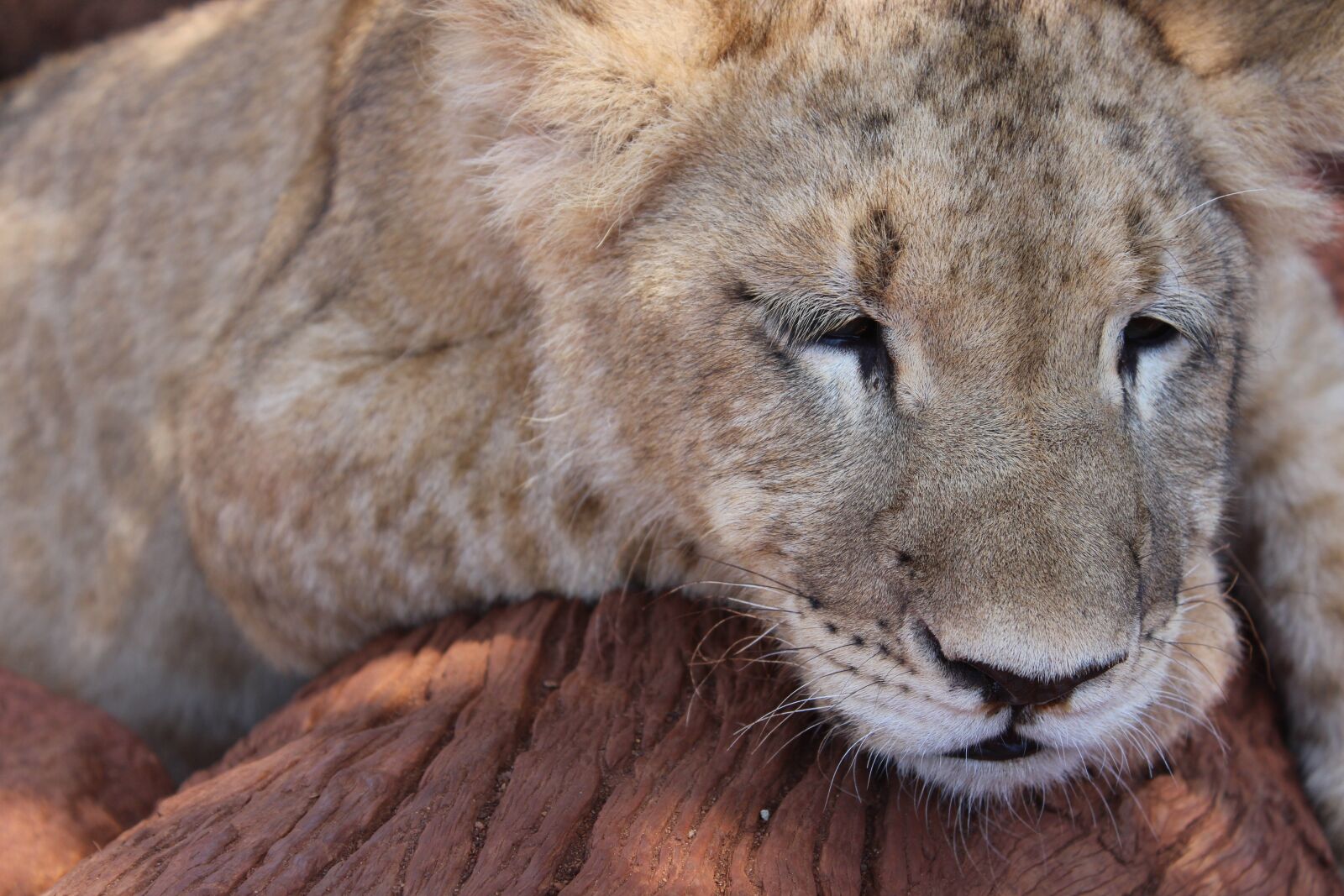 Canon EOS 650D (EOS Rebel T4i / EOS Kiss X6i) sample photo. Lion, lion cub, an photography