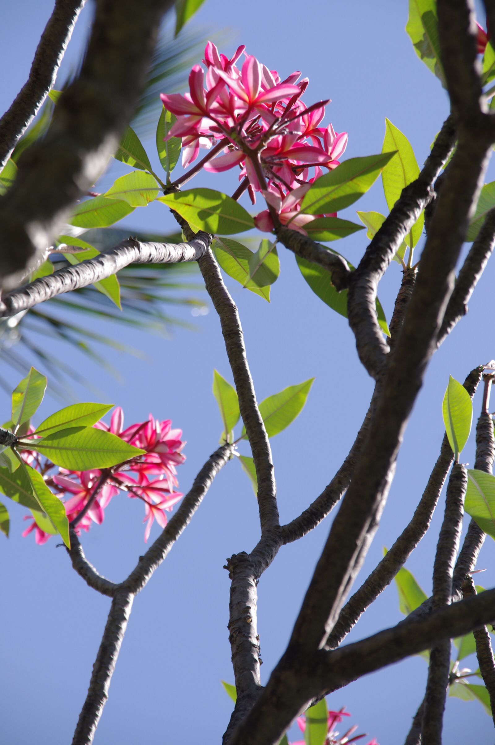 Pentax K-x sample photo. Hibiscus, flowers, beach photography
