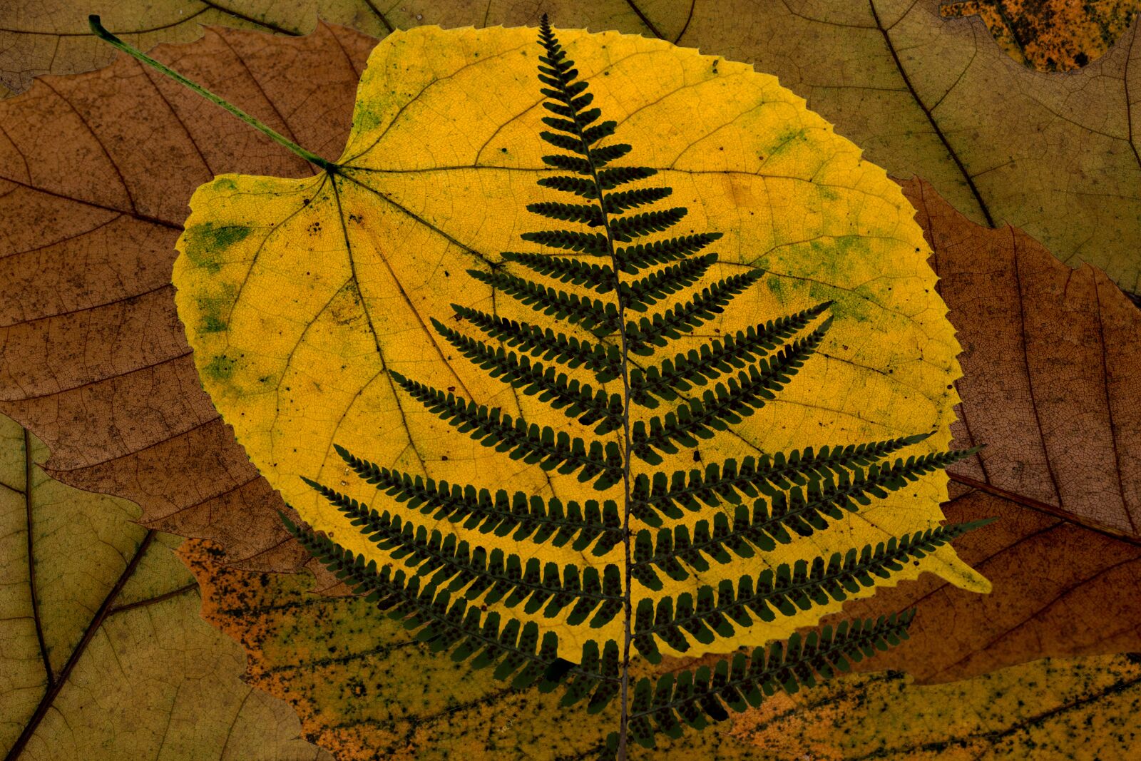 Canon EF-S 60mm F2.8 Macro USM sample photo. Leaves, composition, color photography
