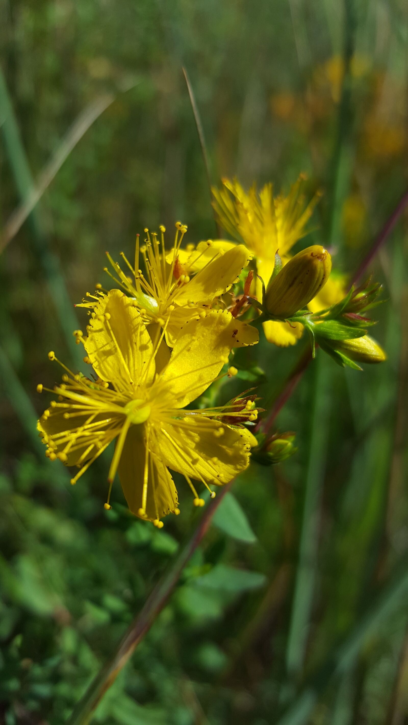 Samsung Galaxy S6 sample photo. St john's wort, hypercium photography