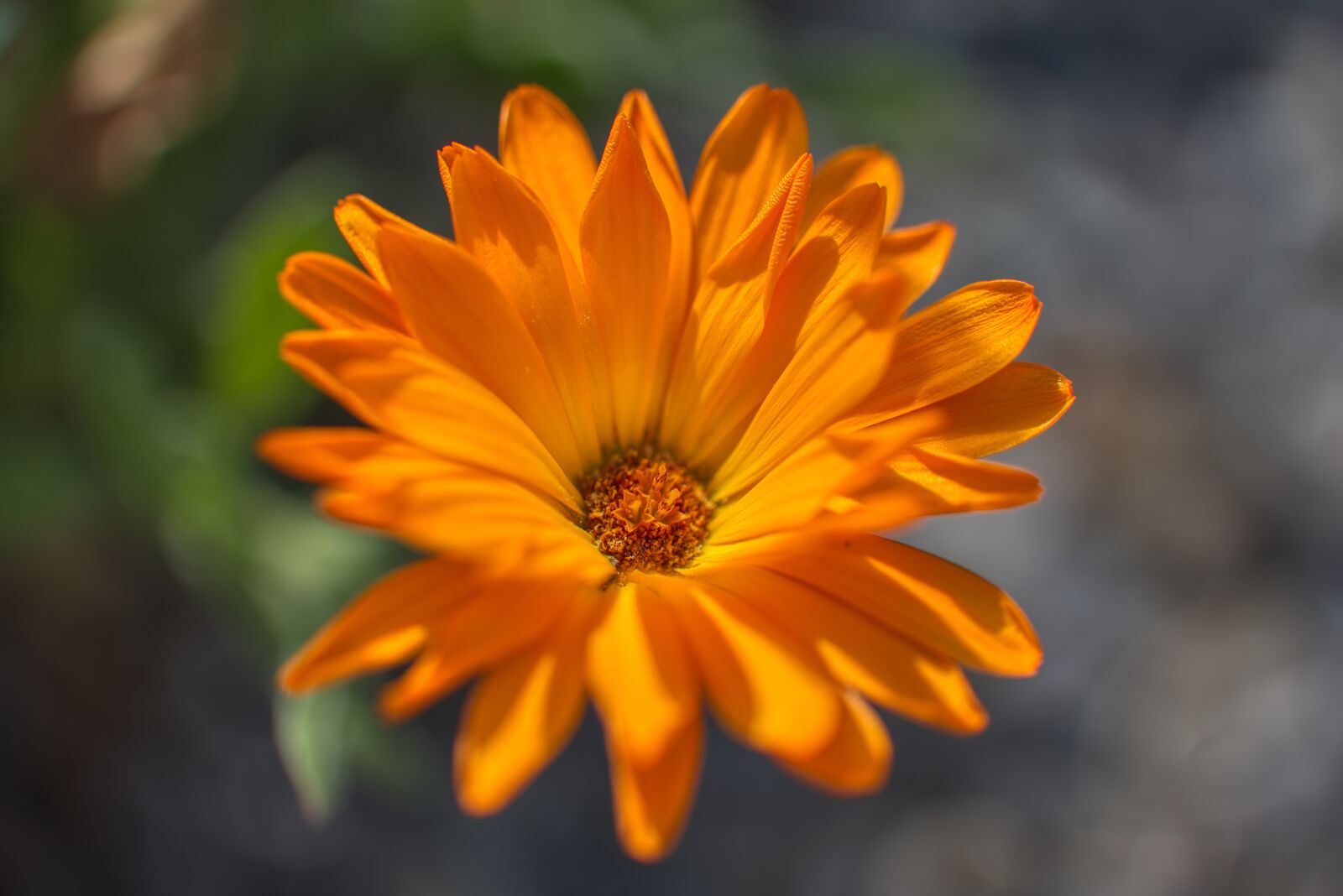 Nikon D750 sample photo. Calendula, marigold, asteraceae photography