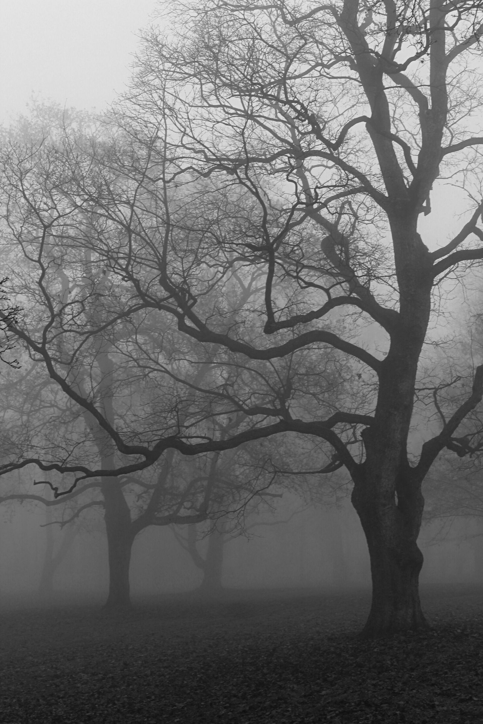 Canon EOS 1200D (EOS Rebel T5 / EOS Kiss X70 / EOS Hi) sample photo. Autumn, fog, trees photography