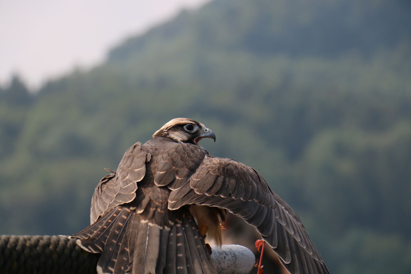 Canon EOS 70D sample photo. Falcon, bird, raptor photography