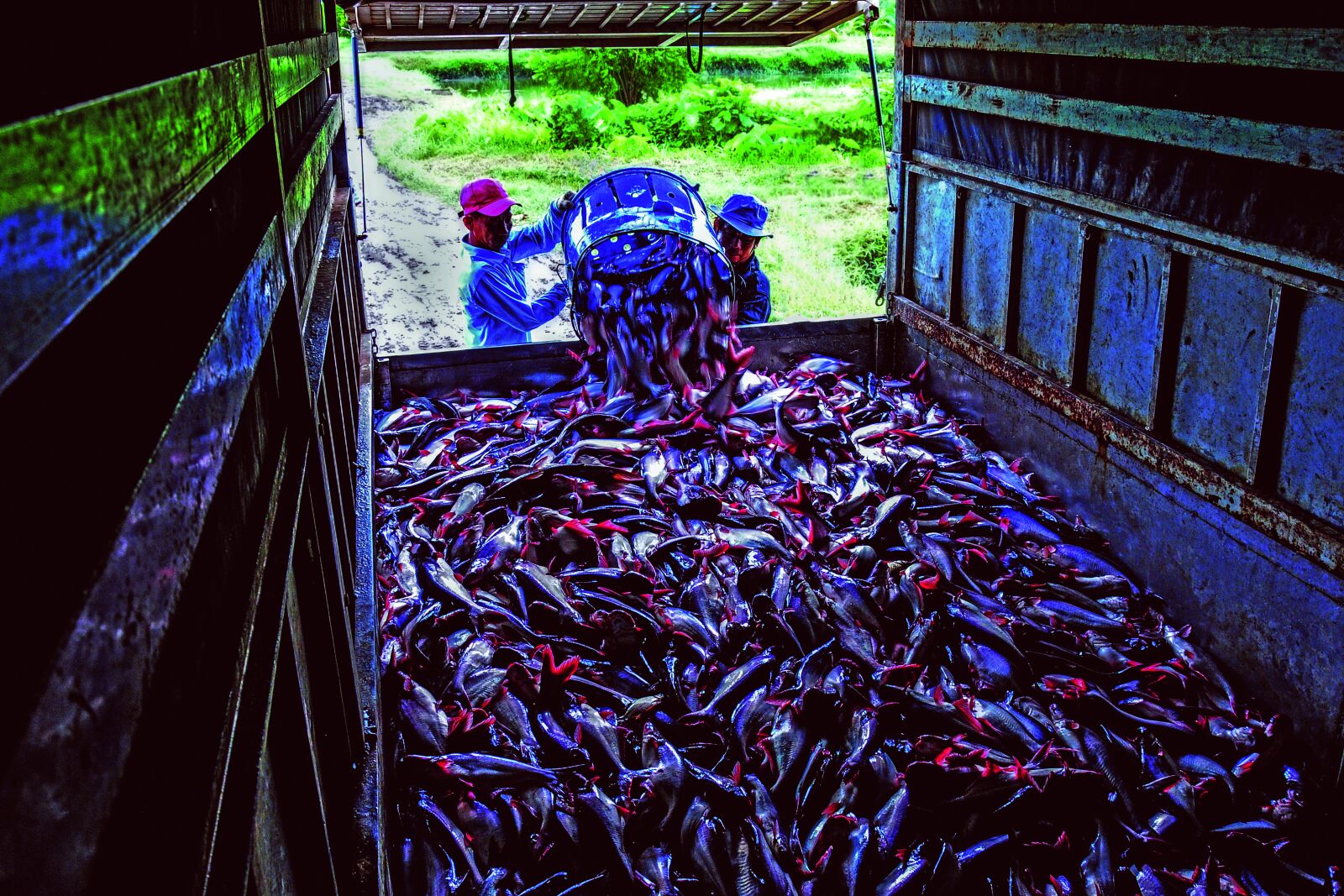 Nikon D300 sample photo. Salmon, transporting, workers photography