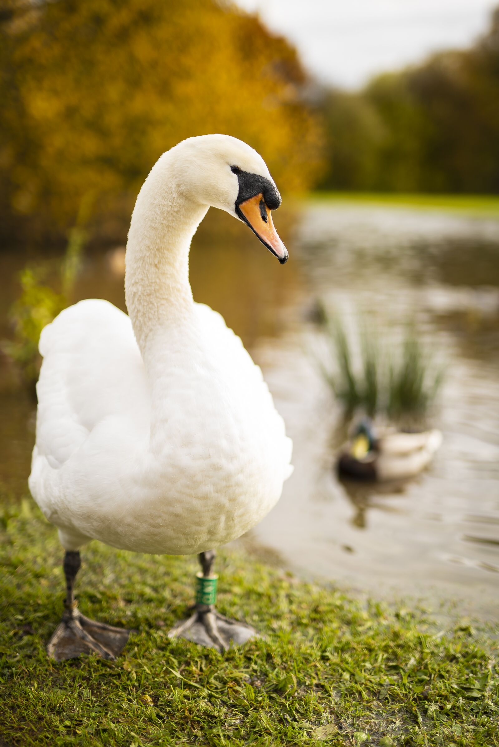 Sigma 50mm F1.4 DG HSM Art sample photo. Swan, bird, water photography