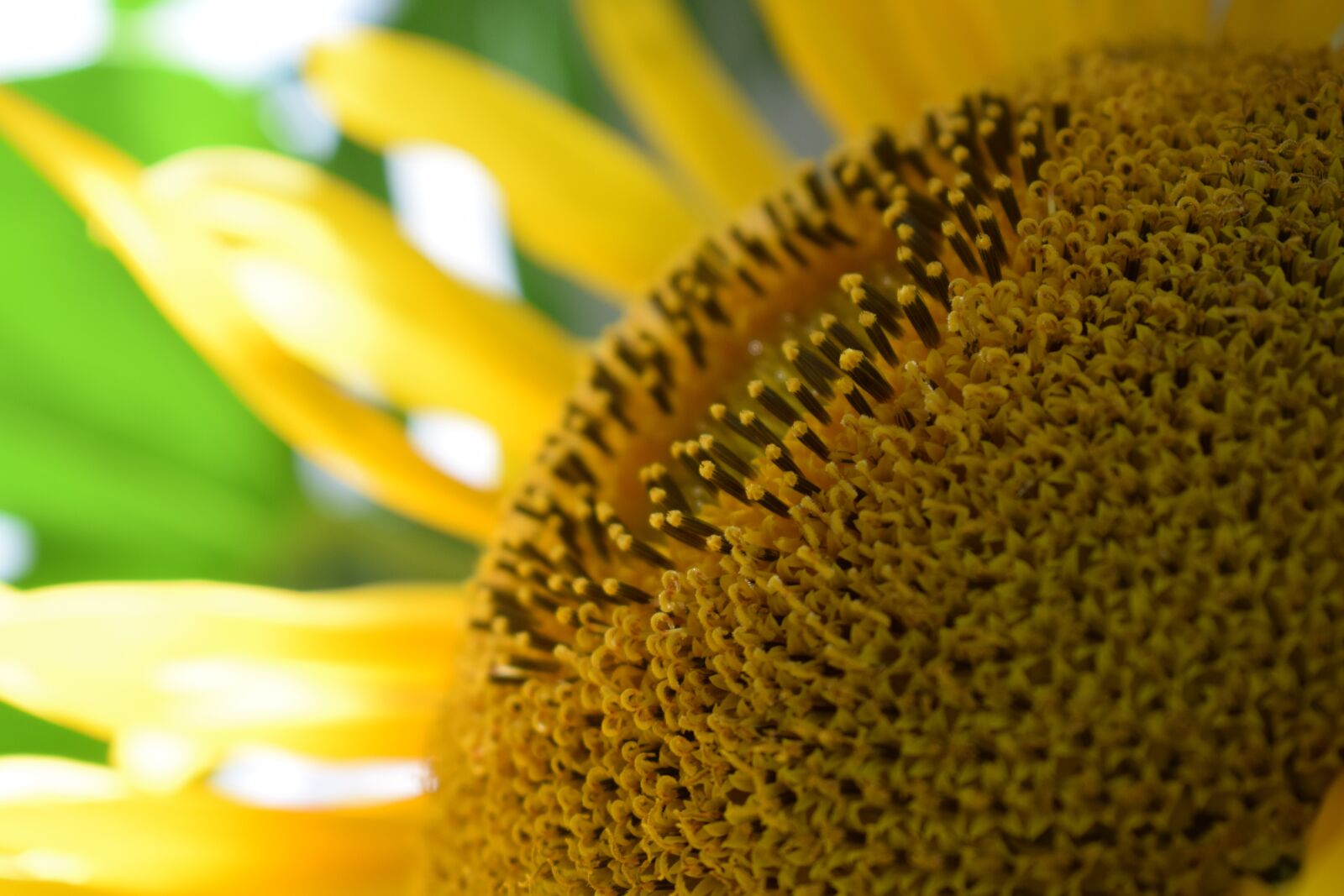 Nikon D3300 sample photo. Sunflower, flower, yellow photography