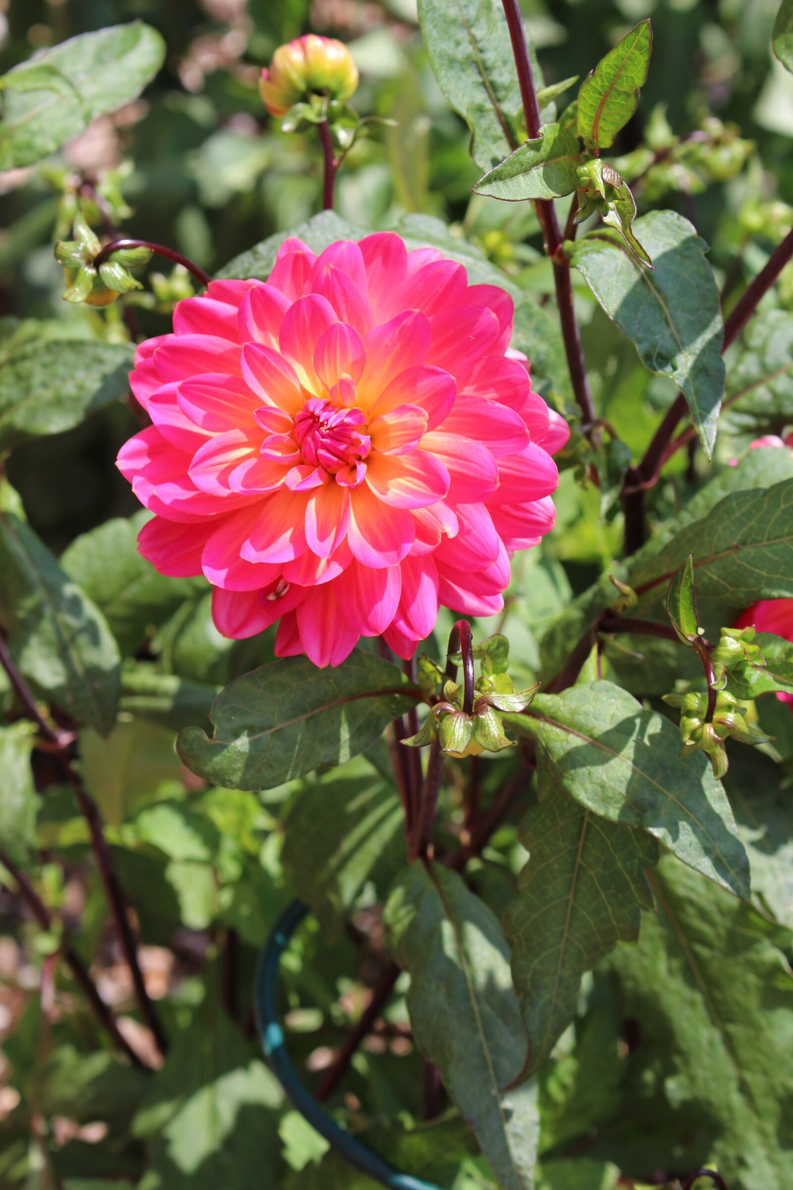 Canon EOS 700D (EOS Rebel T5i / EOS Kiss X7i) sample photo. Dahlia, flower, plant photography