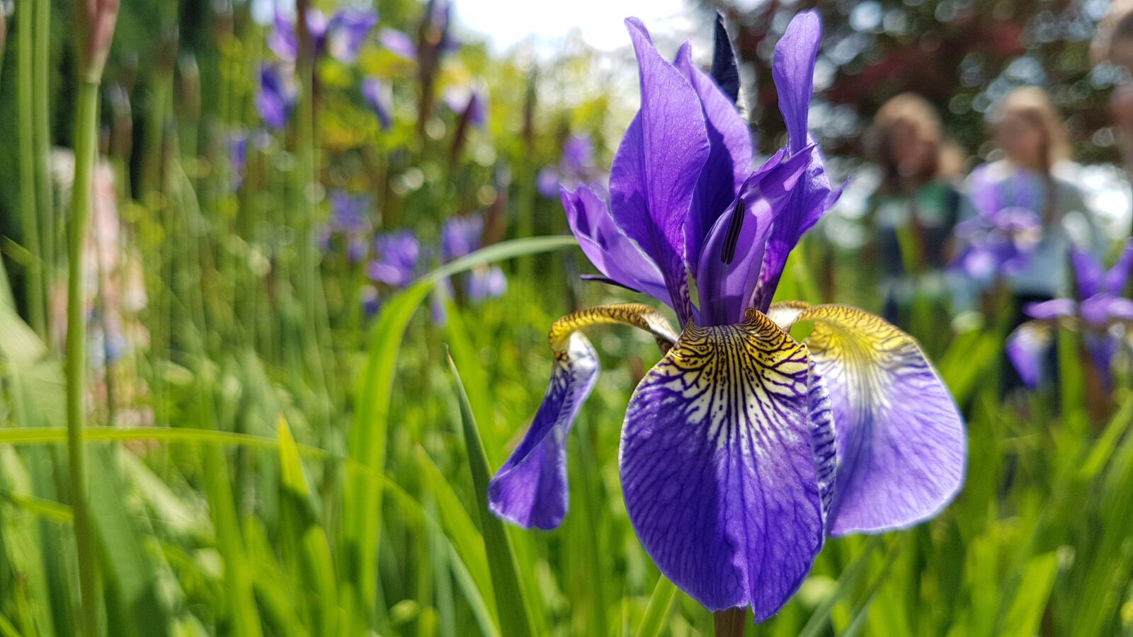 Samsung Galaxy S7 sample photo. Flower, iris, meadow photography