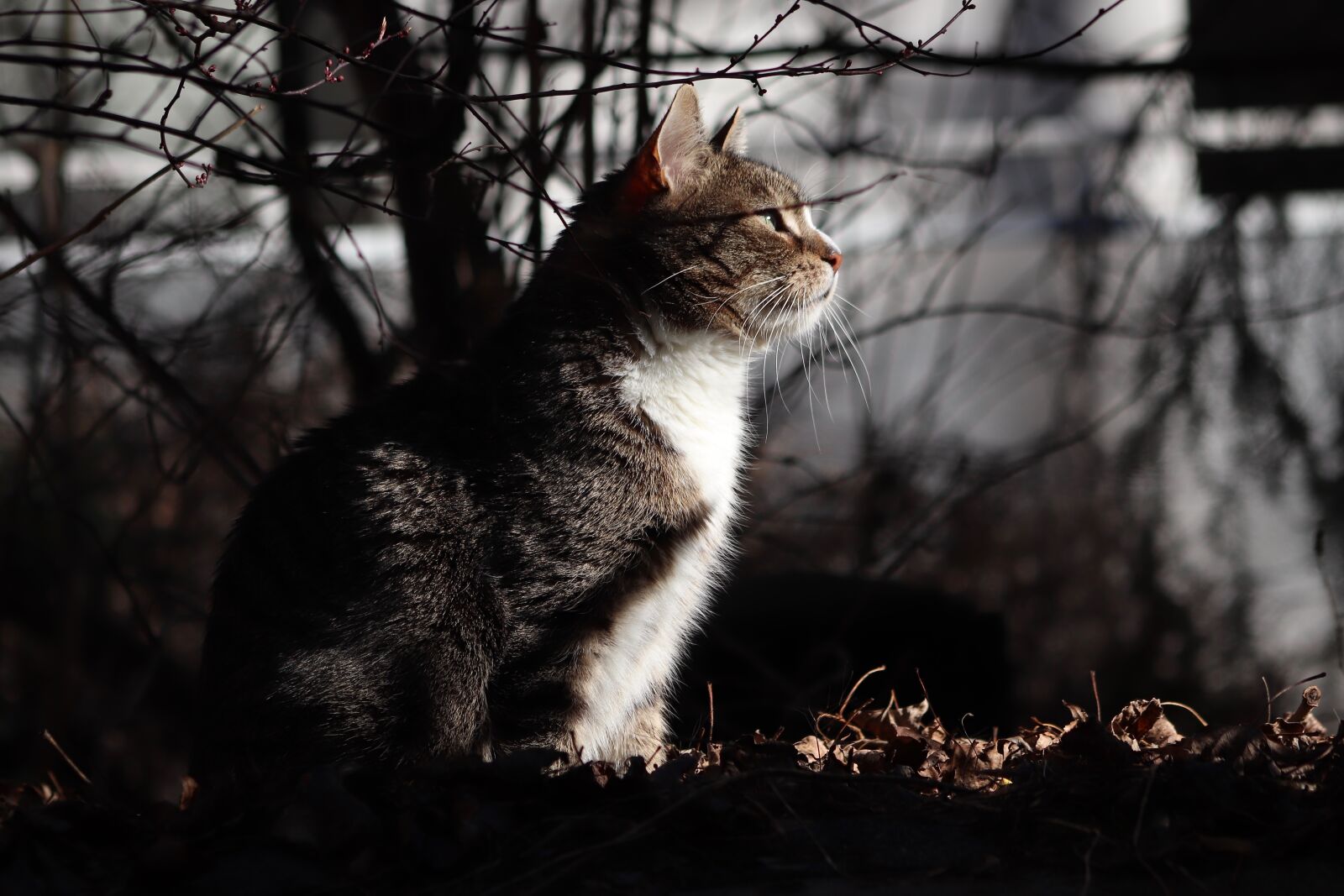 Canon EOS 800D (EOS Rebel T7i / EOS Kiss X9i) sample photo. Cat, domestic cat, pet photography
