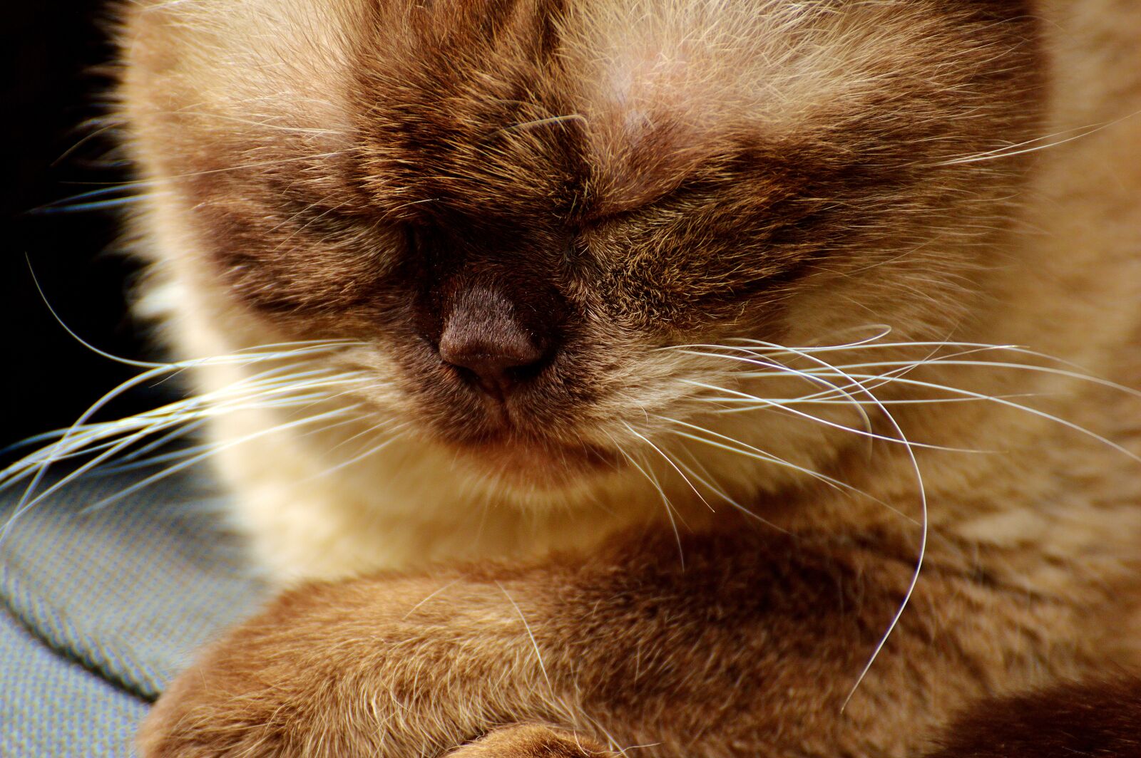 Nikon D3200 sample photo. Cat, british shorthair, relaxed photography