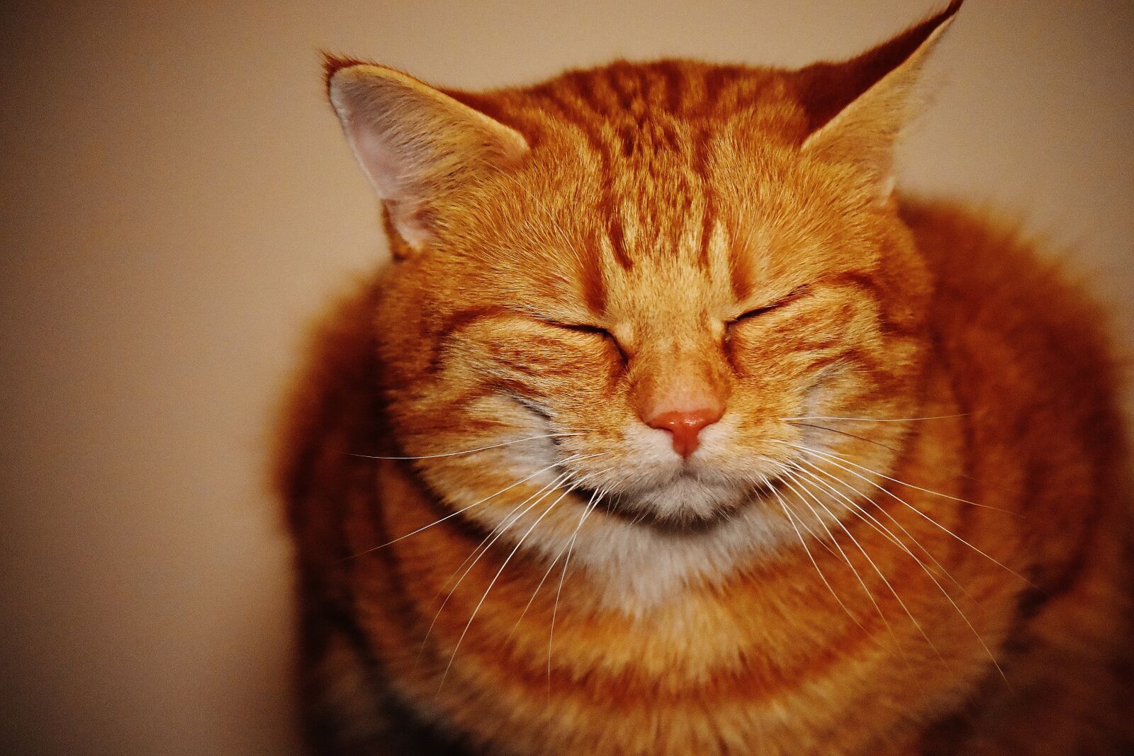 Nikon D7200 sample photo. Cat, red, funny photography