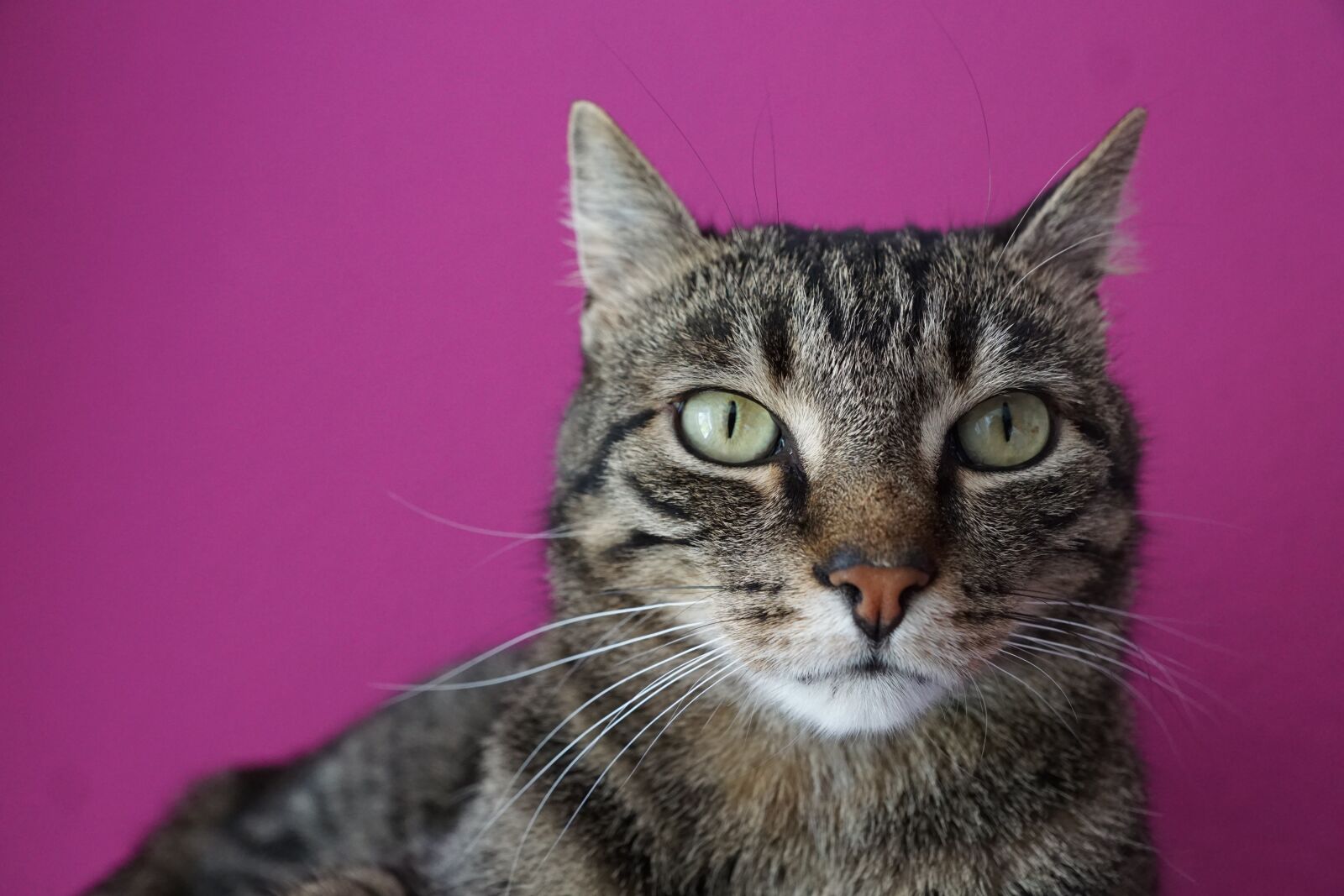 Sony ILCA-77M2 + Sony DT 16-50mm F2.8 SSM sample photo. Cat, tiger, pet photography