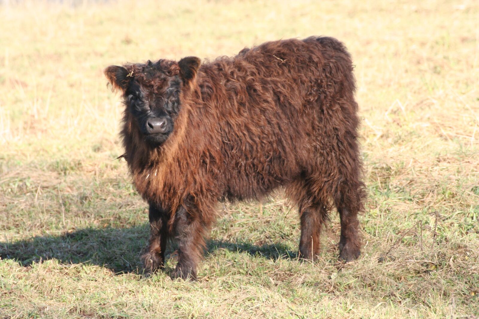 Canon EOS 350D (EOS Digital Rebel XT / EOS Kiss Digital N) sample photo. Beef, calf, cow photography