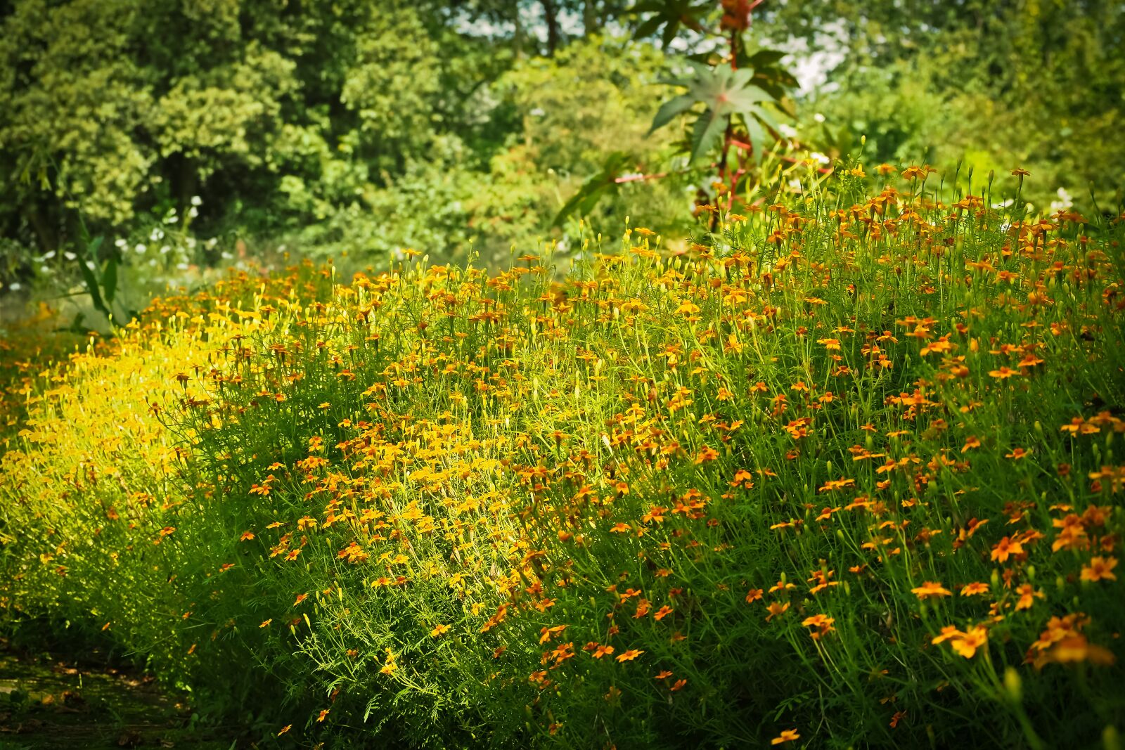 Olympus OM-D E-M10 sample photo. Coneflower, flowers, ordinary sonnenhut photography