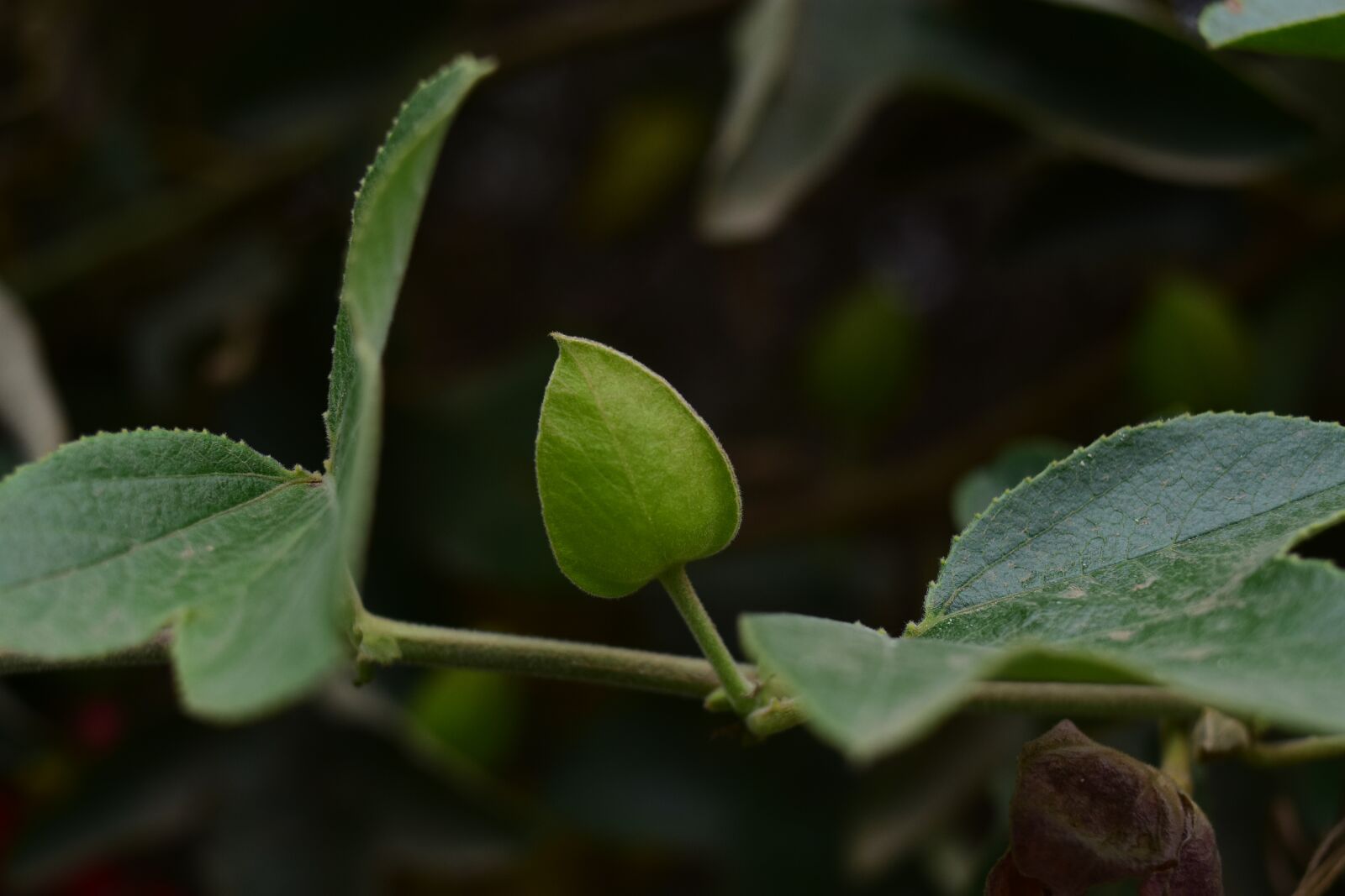 Nikon D3400 sample photo. Leaf, plant, nature photography
