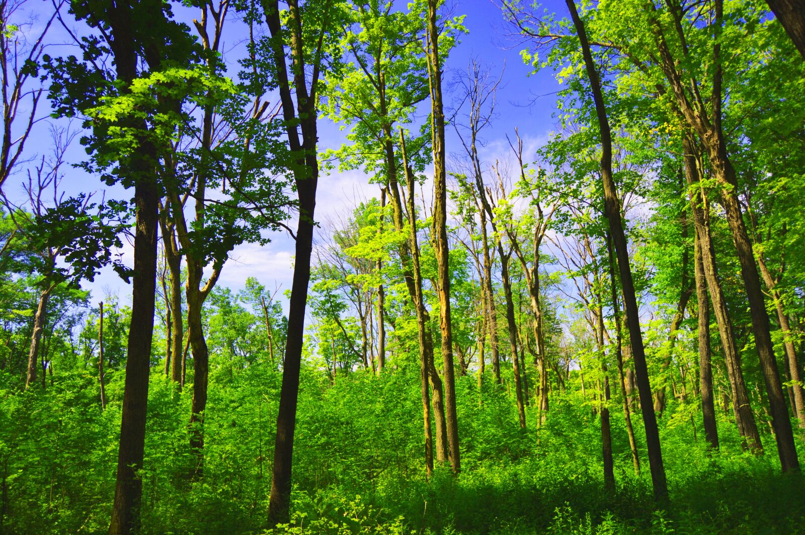 Nikon D3200 sample photo. Trees, forest, nature photography