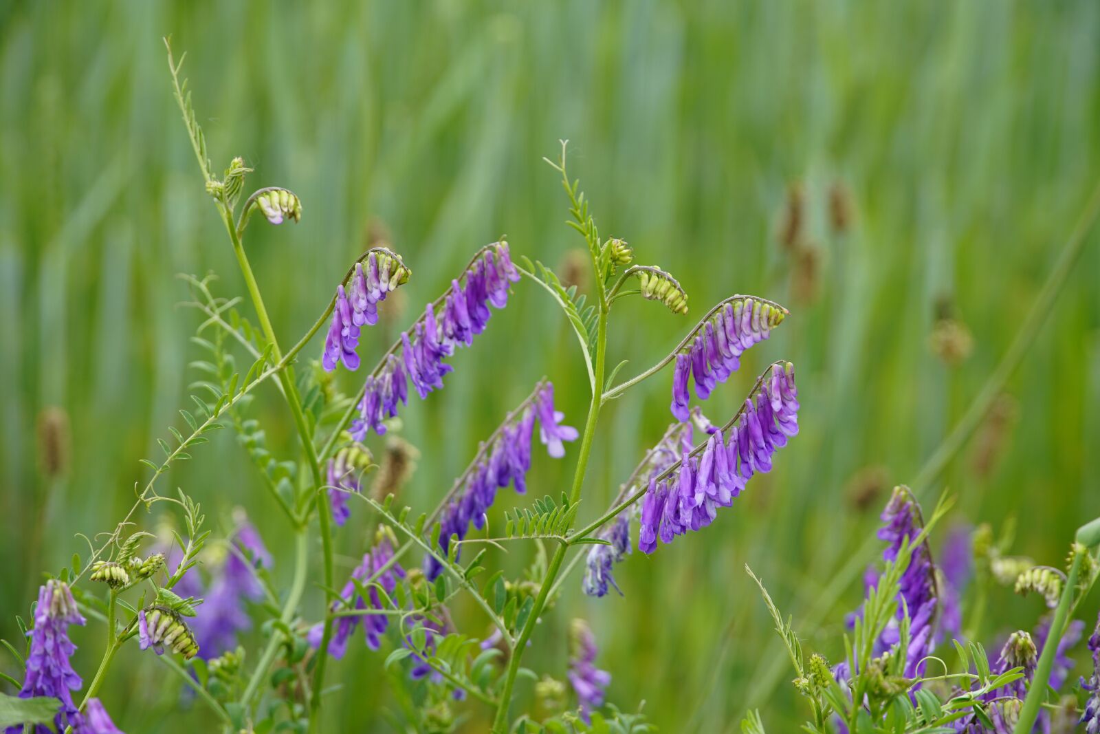 Sony a7R II sample photo. Vicia, tufted, vetch photography