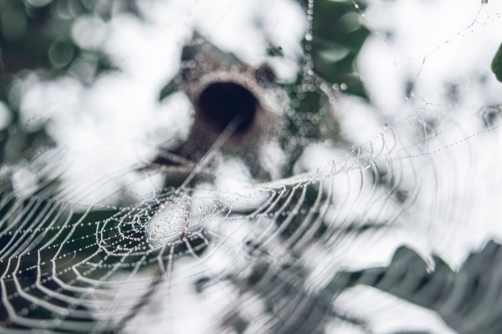 Nikon D3200 sample photo. Web, green, contact photography