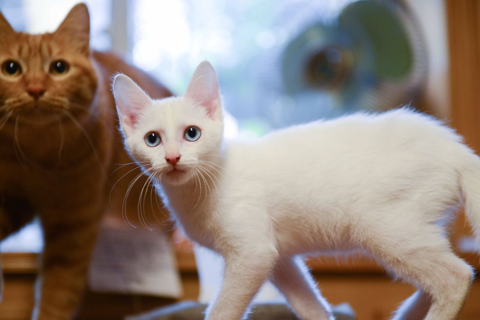 Nikon AF-S Nikkor 24-70mm F2.8G ED sample photo. Cat photography