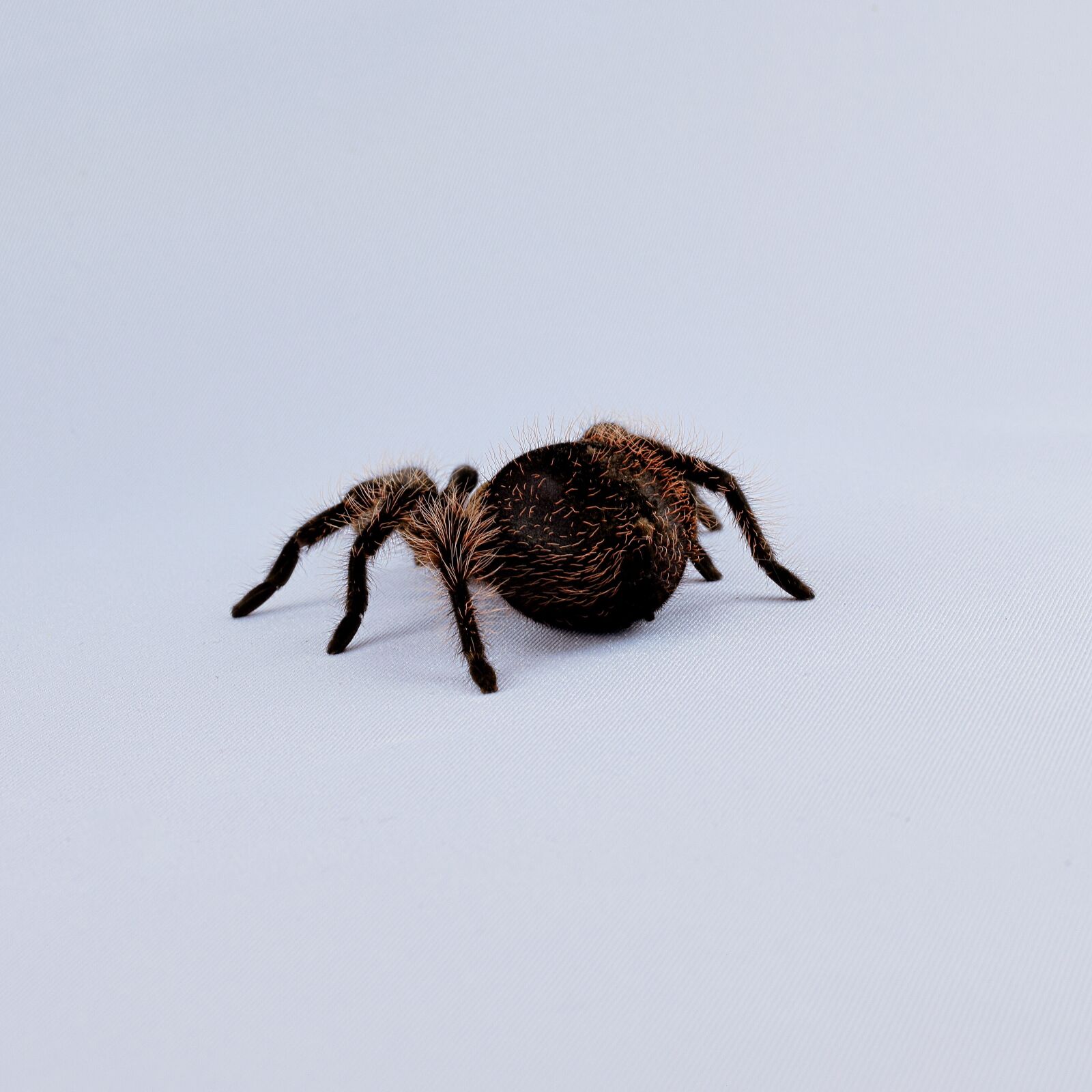 Nikon D5300 sample photo. Tarantula, hairy, macro photography