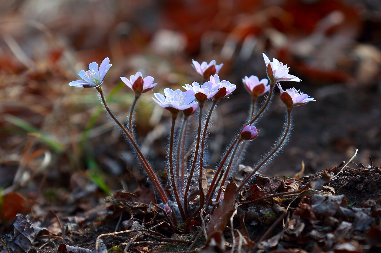 Canon EF 24-105mm F4L IS USM sample photo. Flowers, nature, plants photography