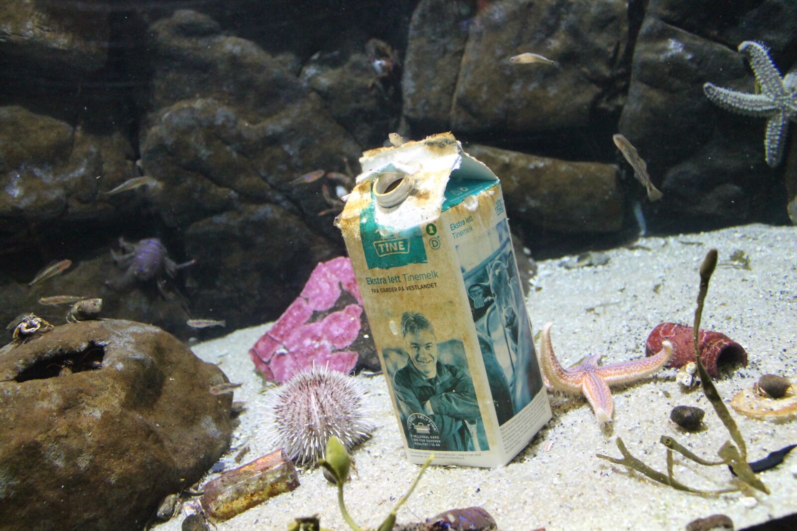 Canon EOS 1100D (EOS Rebel T3 / EOS Kiss X50) sample photo. Sea, beneath the surface photography