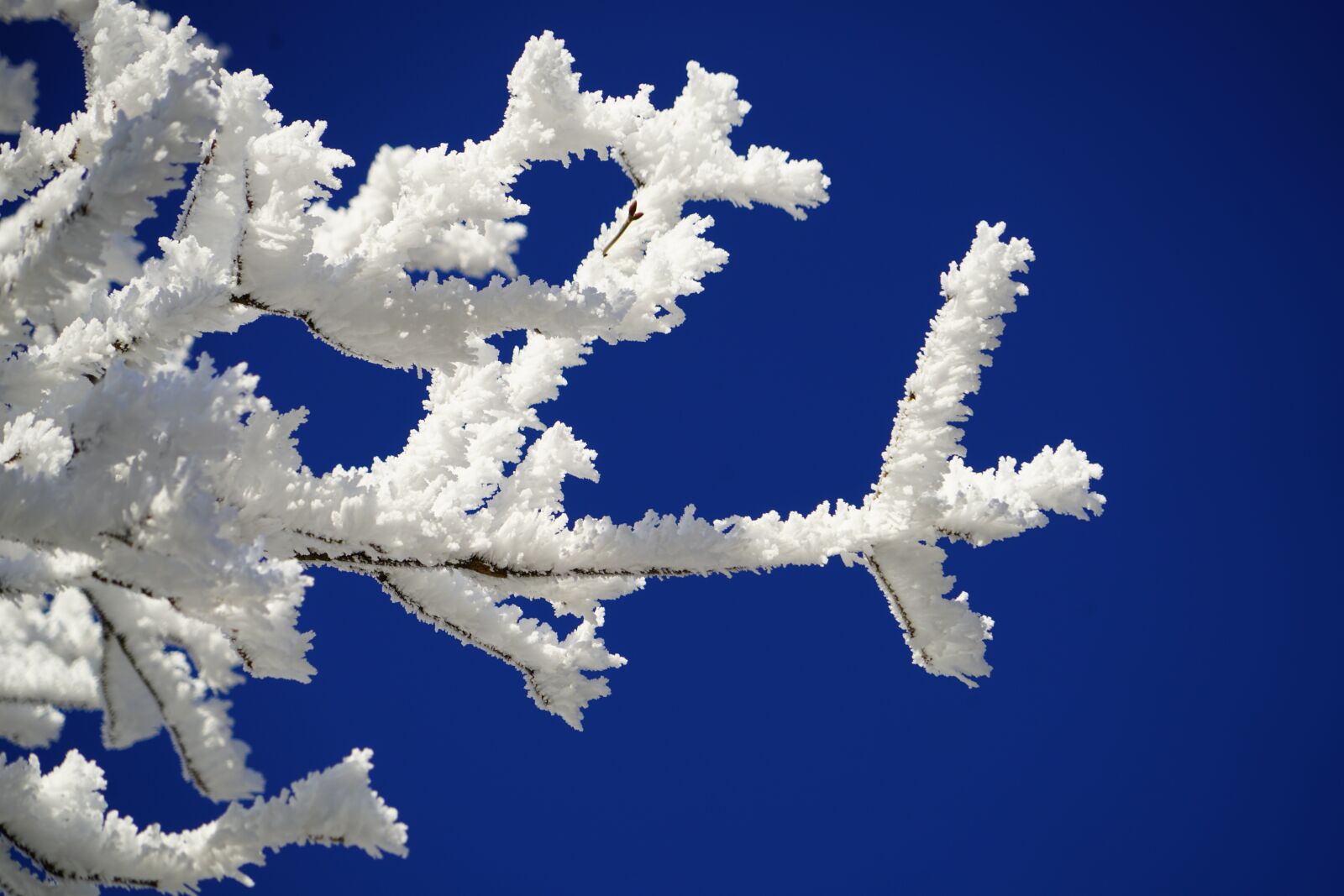 Sony a7R II + Sony FE 24-240mm F3.5-6.3 OSS sample photo. Aesthetic, branches, hoarfrost photography