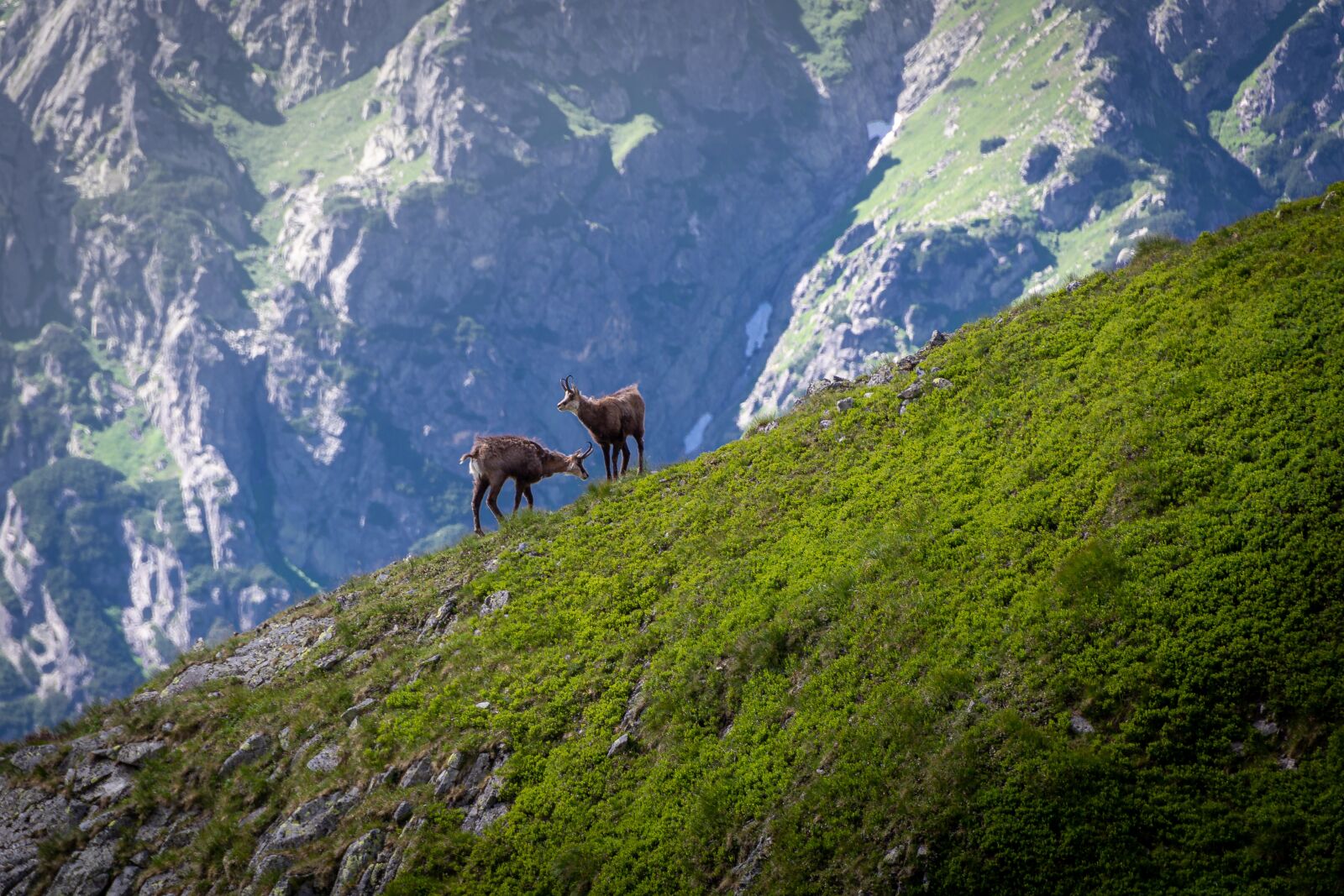 Nikon D7100 sample photo. Tatry, chamois, mountains photography