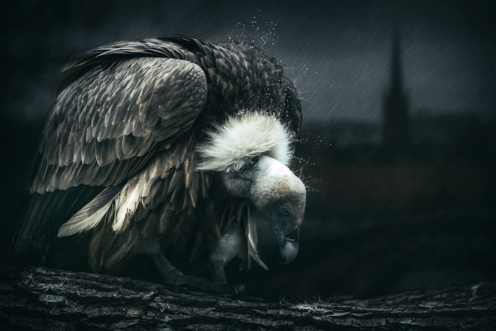 Sony a7 II sample photo. Vulture, mystical, mystery photography