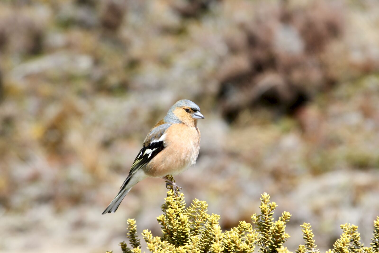 Canon EOS 1000D (EOS Digital Rebel XS / EOS Kiss F) sample photo. Bird, animal, nature photography