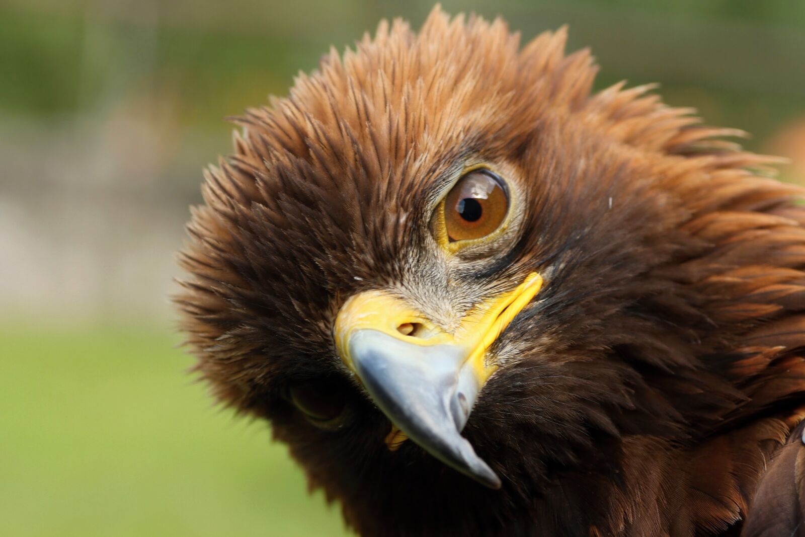 Canon EOS 650D (EOS Rebel T4i / EOS Kiss X6i) sample photo. Steppe eagle, birds of photography
