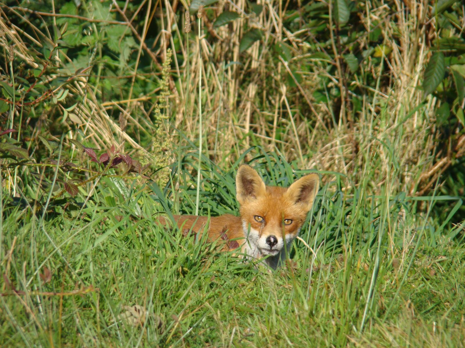 Sony Cyber-shot DSC-H50 sample photo. Fox, garden, nature photography