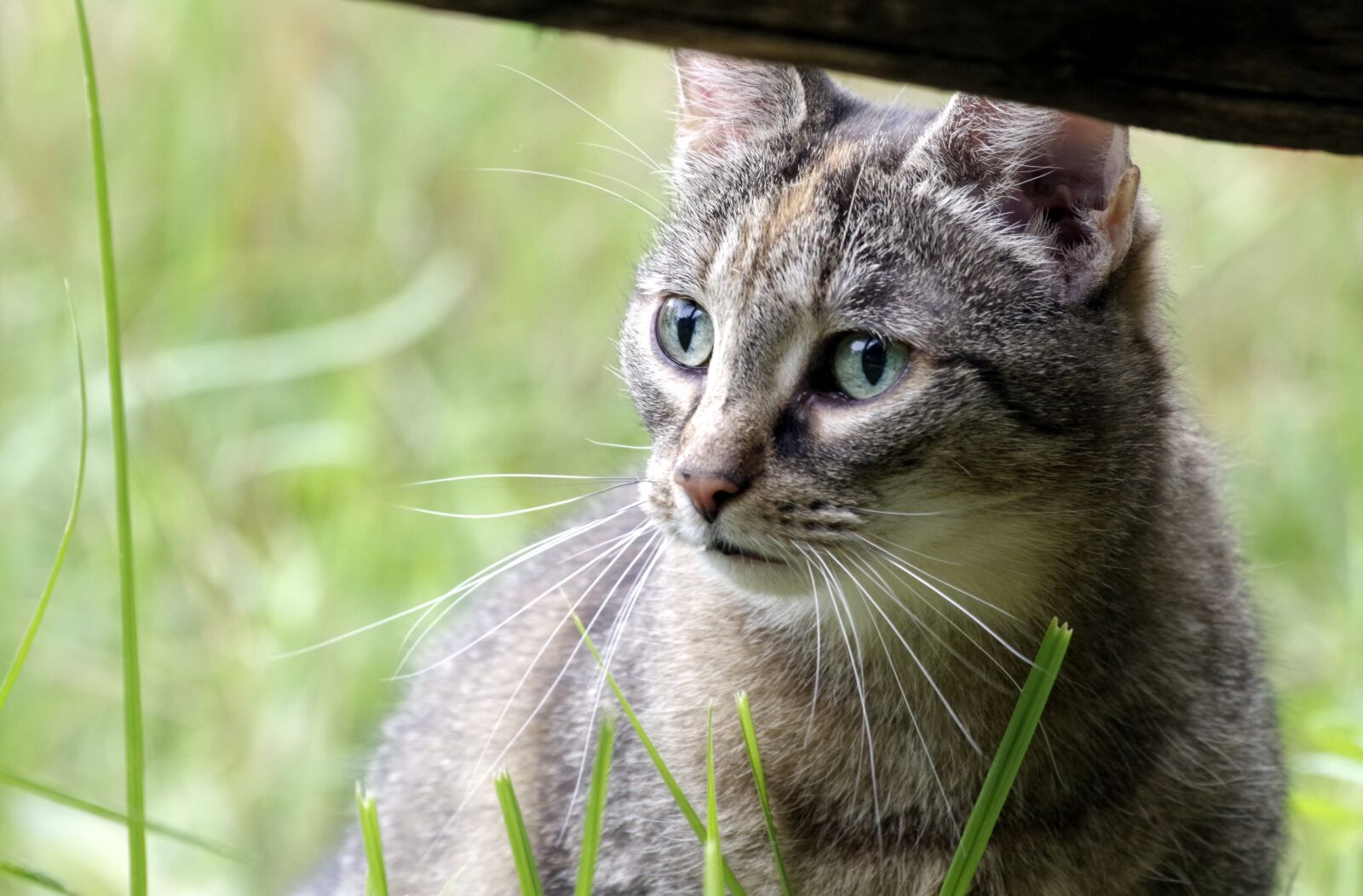 Pentax K-30 sample photo. Cat, attention, cat's eyes photography