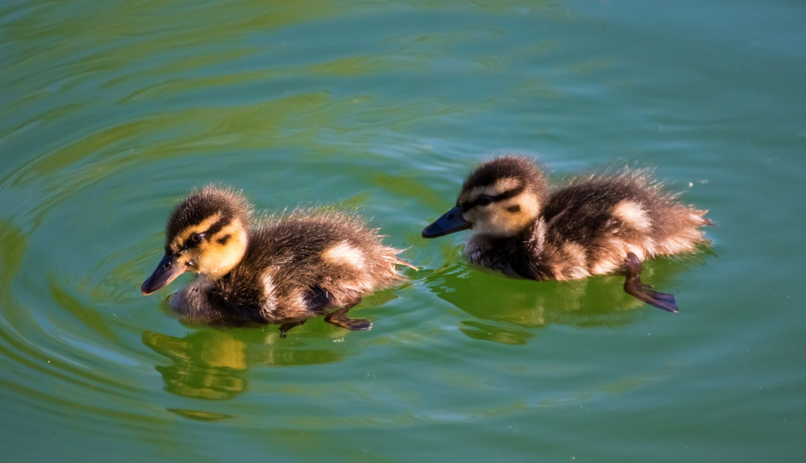 Canon EOS 800D (EOS Rebel T7i / EOS Kiss X9i) sample photo. Duck, baby, chicks photography